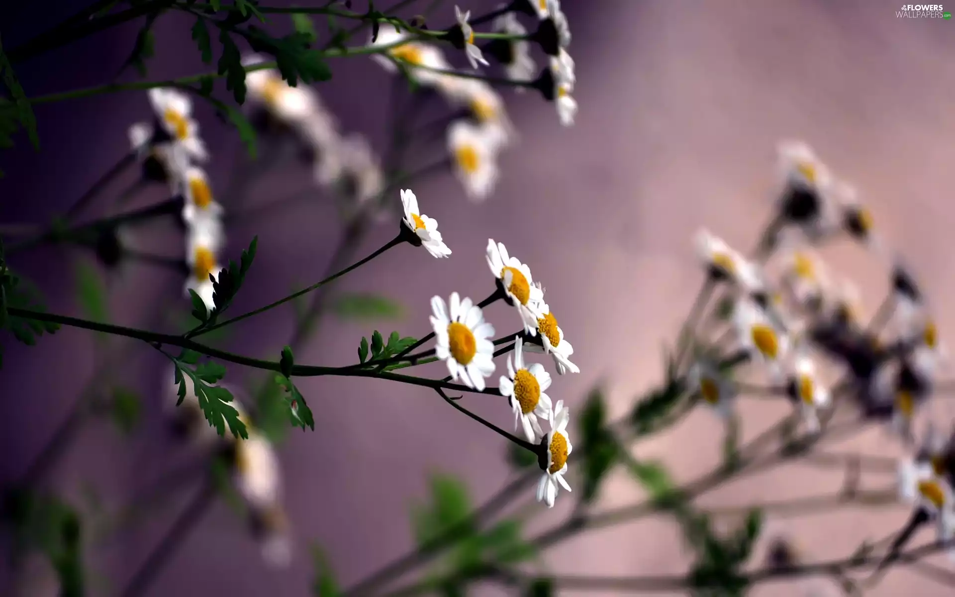 Close, Flowers, chamomile