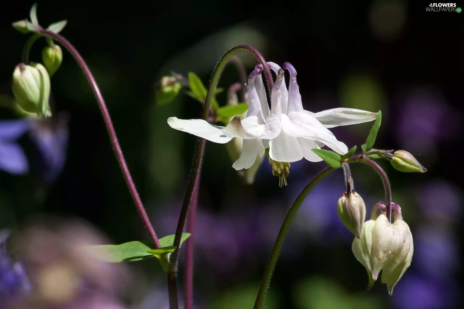 Close, Flowers, Columbines