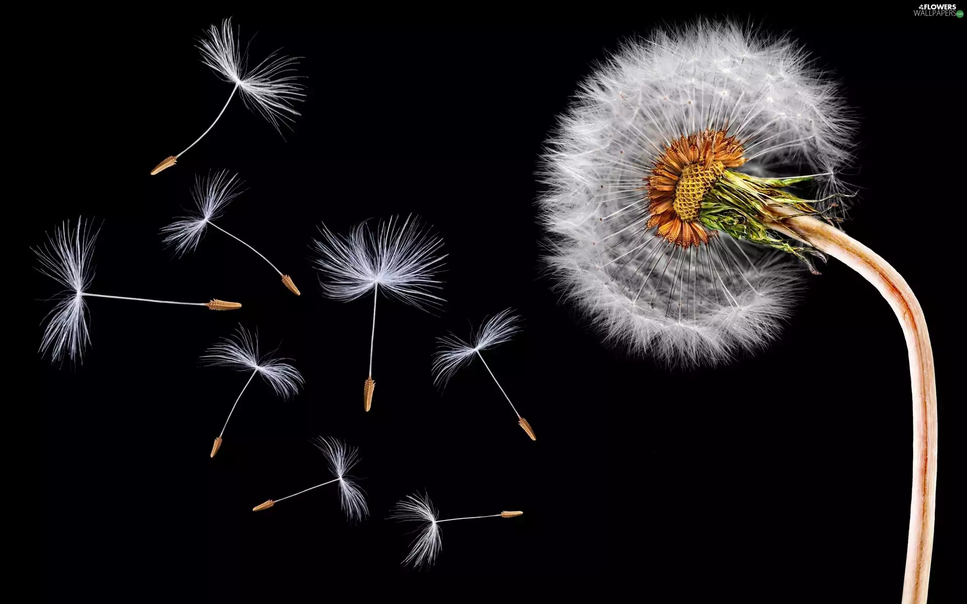 Common Dandelion, black background, dandelions, Close