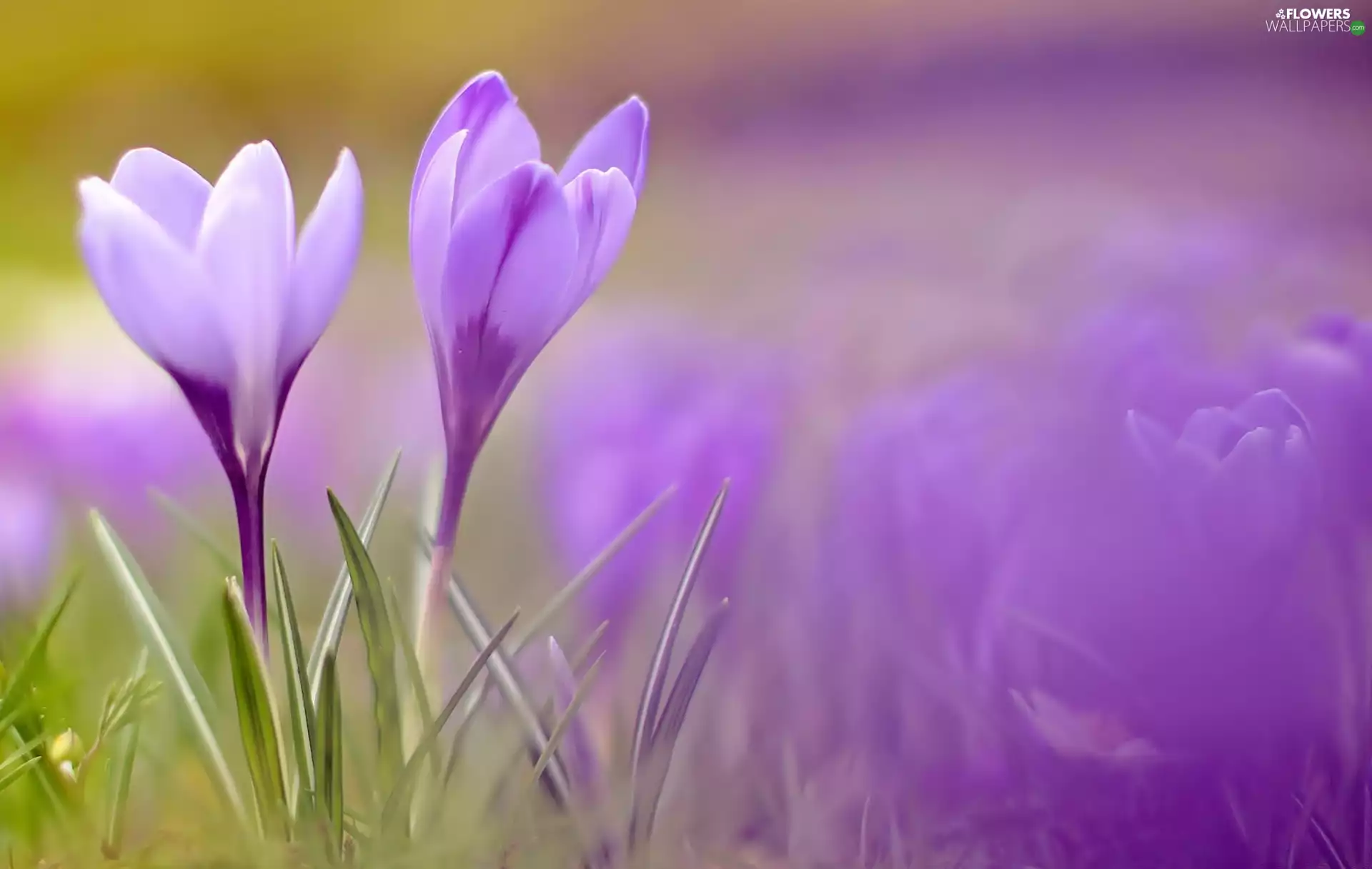 crocuses, Close