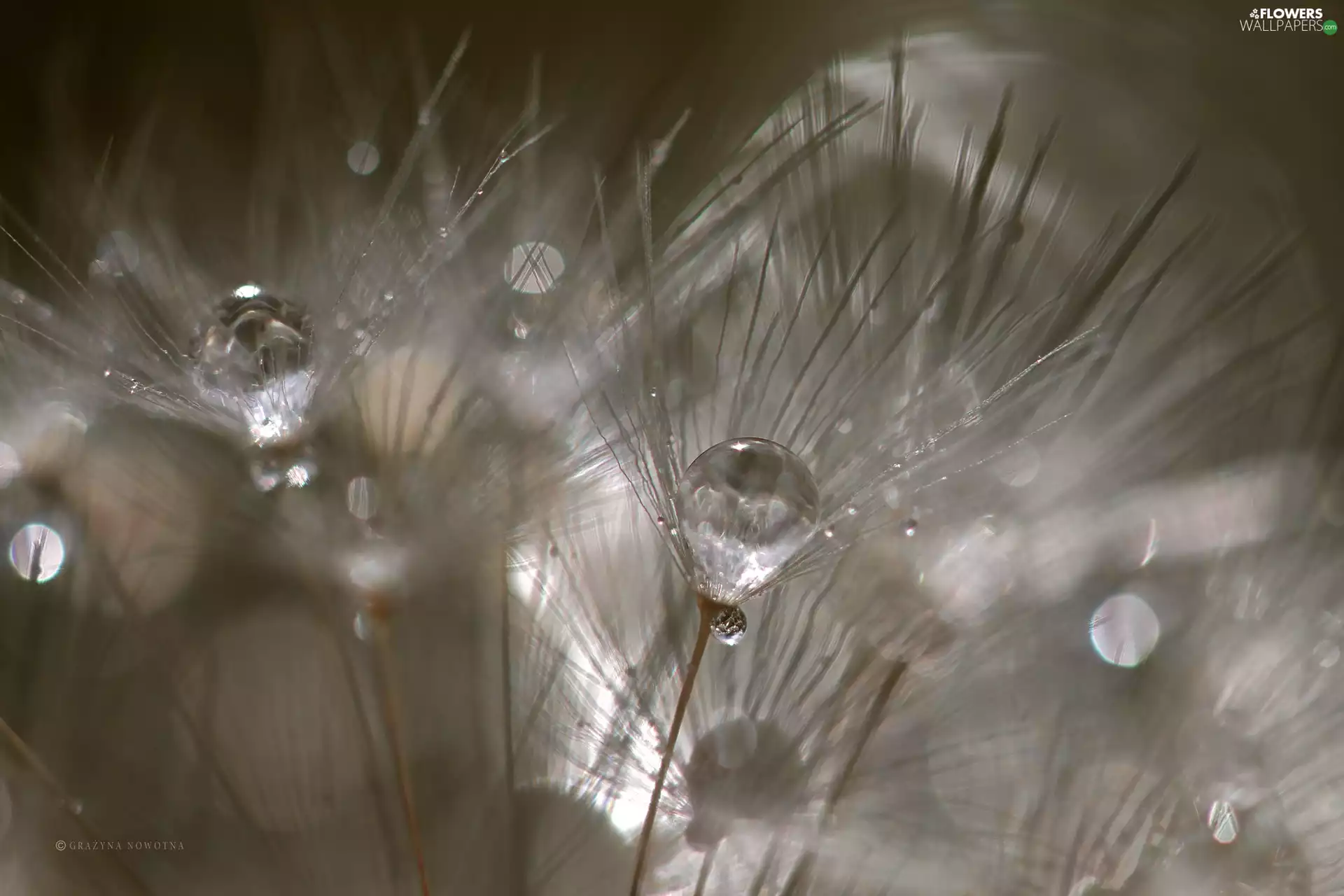 Common Dandelion, drops, Close, dandelion