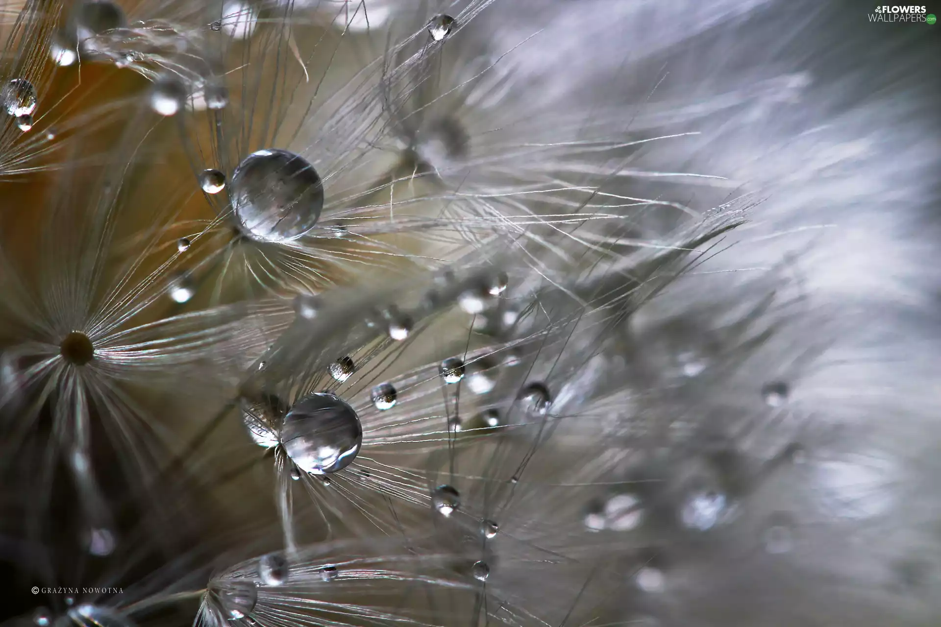 Common Dandelion, drops, Close, dandelion