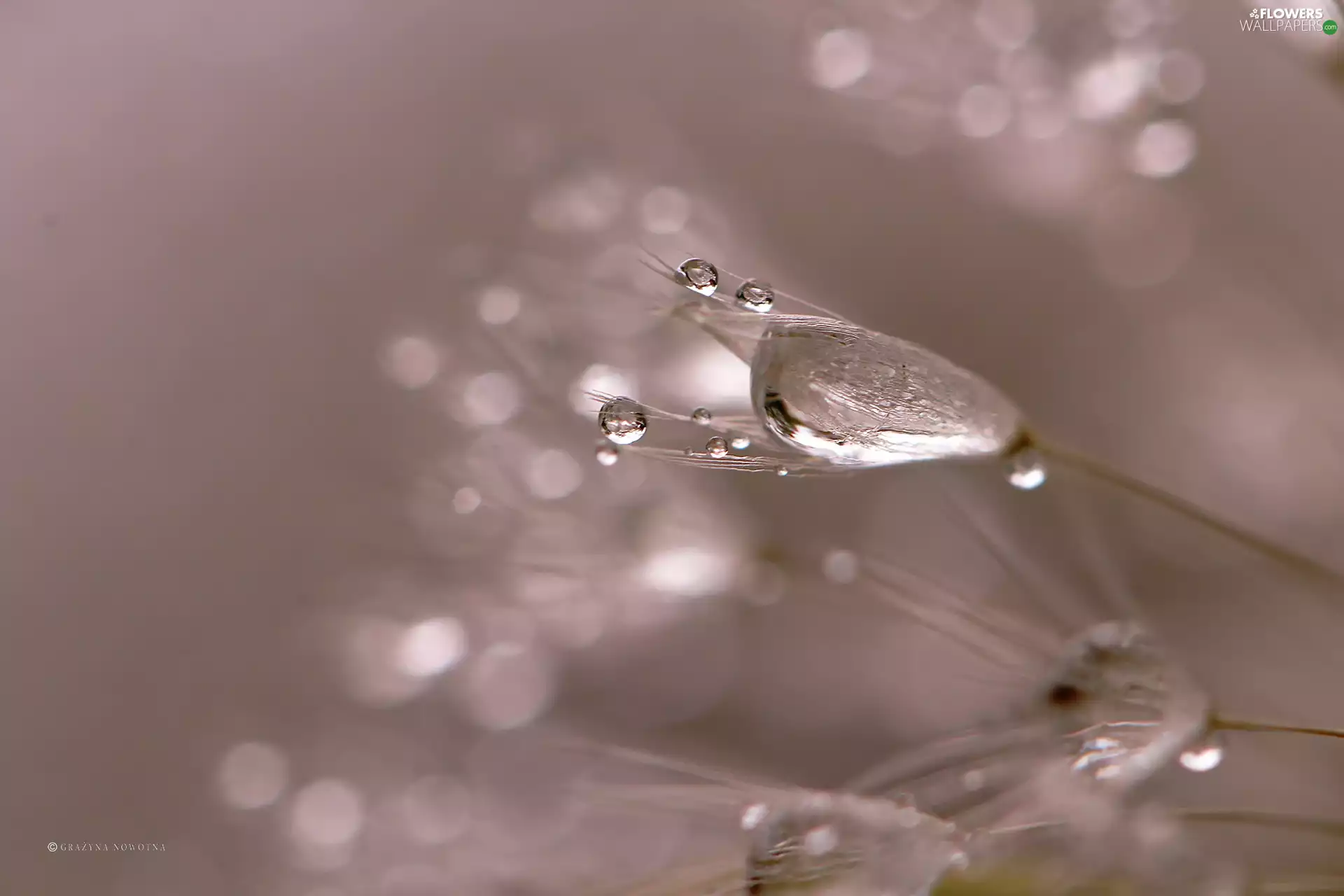 Common Dandelion, drops, Close, dandelion