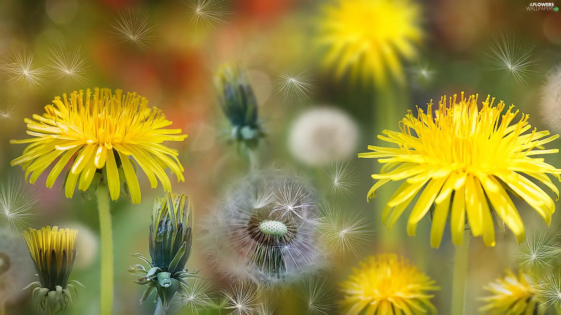 Close, dandelion, dandelions