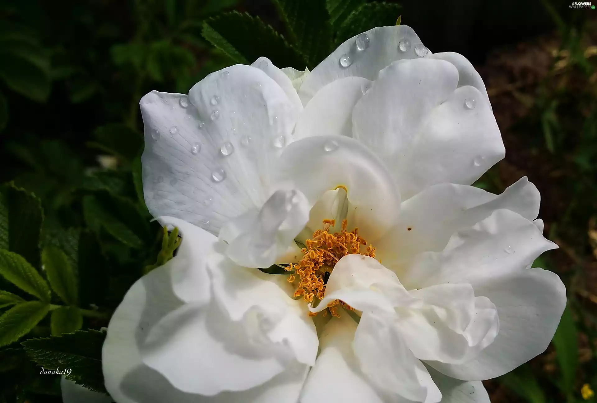 drops, Close, developed, rose, White