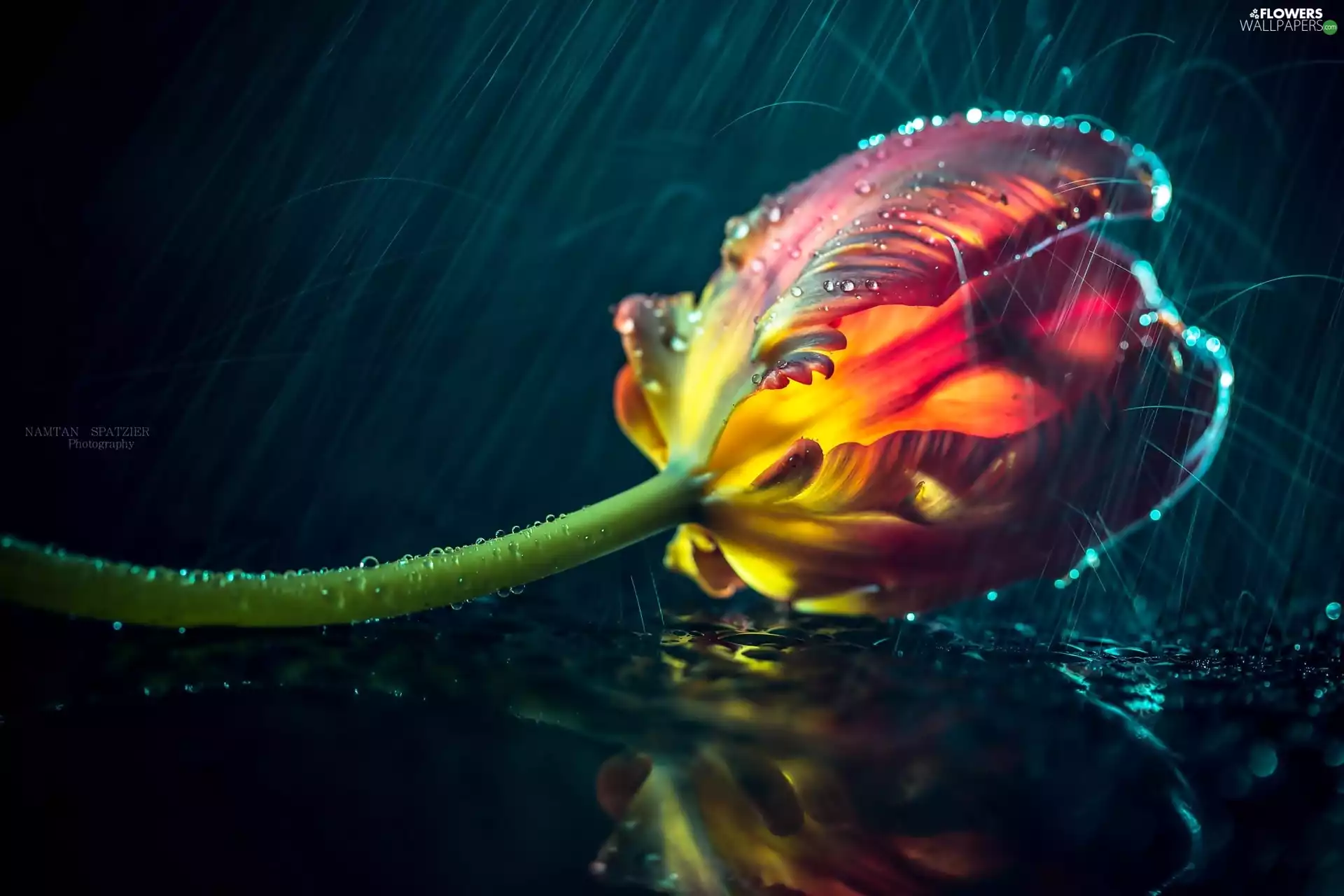 Close, drops, Red, tulip, yellow