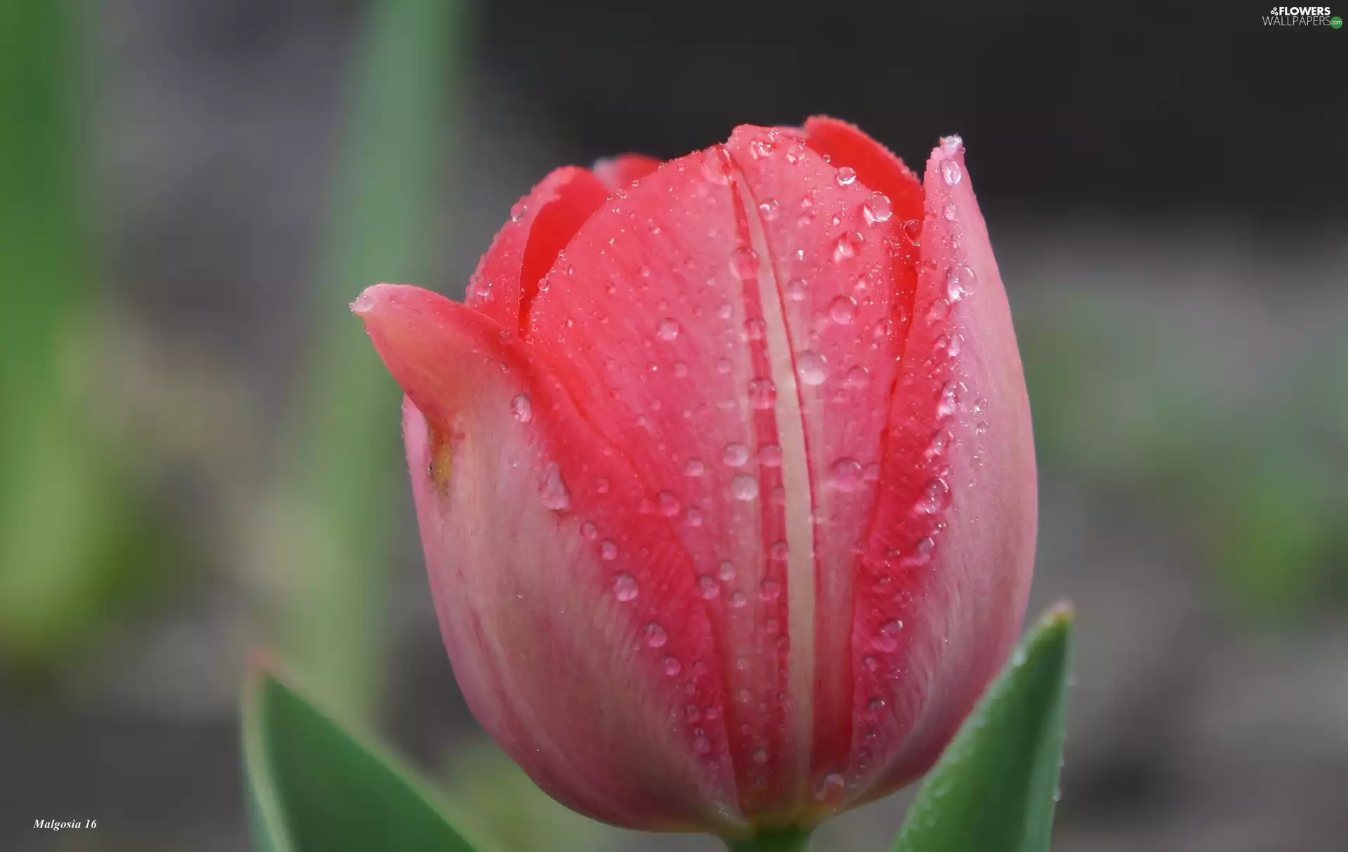 dew, Close, flakes, drops, tulip