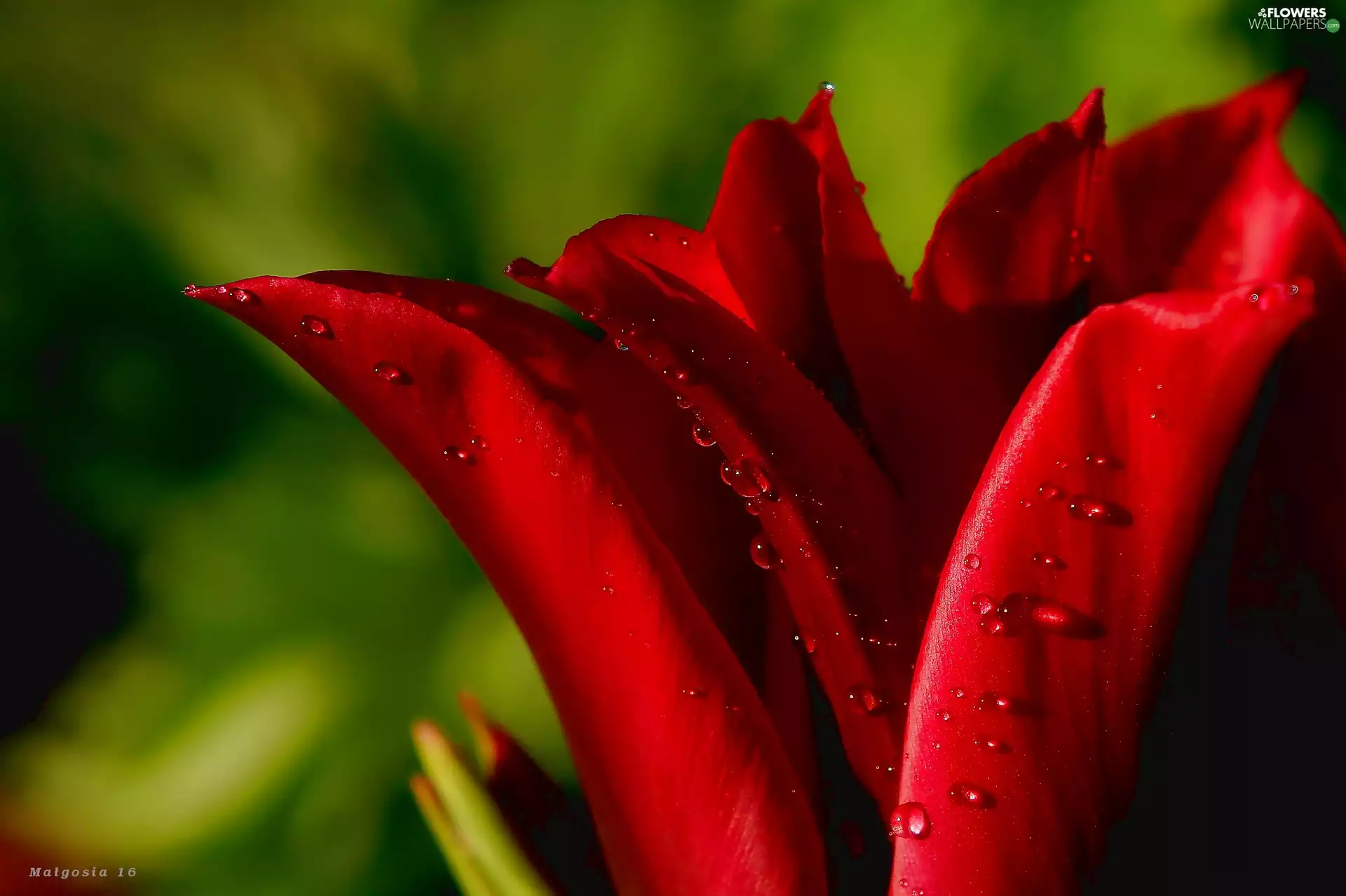 tulip, Colourfull Flowers, Close, drops, flakes, Red