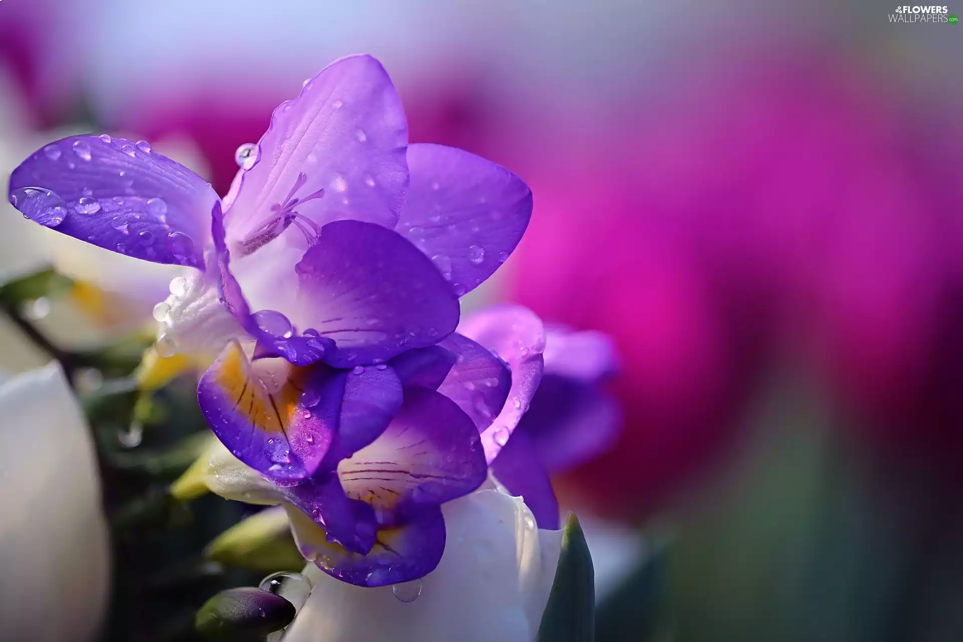 Flowers, drops, Close, Freesias