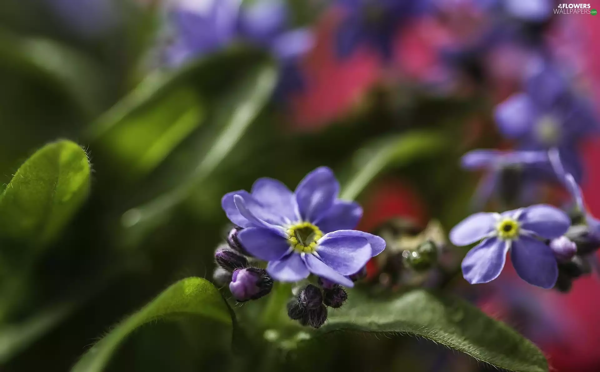 Close, Forget, Flowers