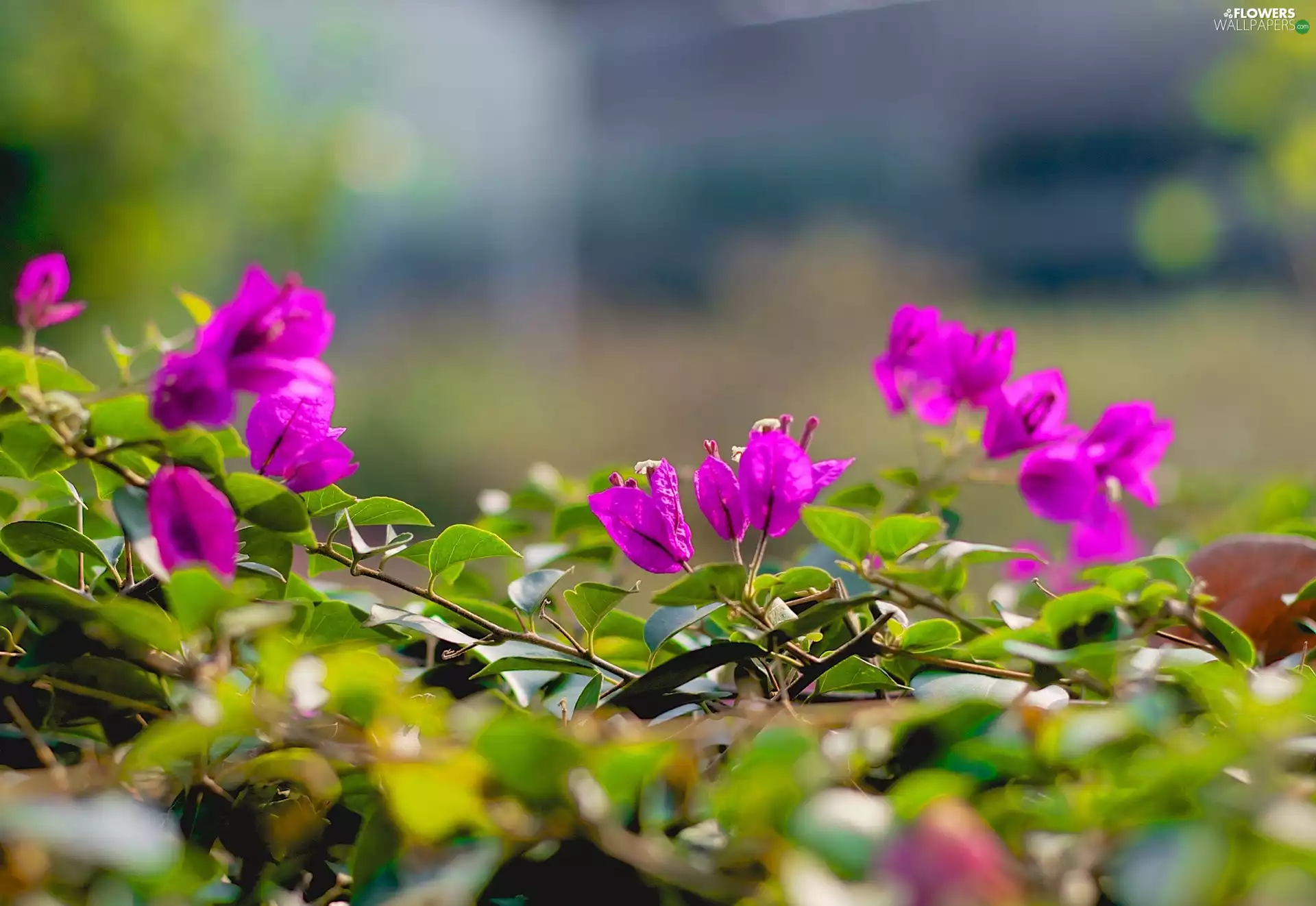 Flowers, leaves, Close, Bougainvillea