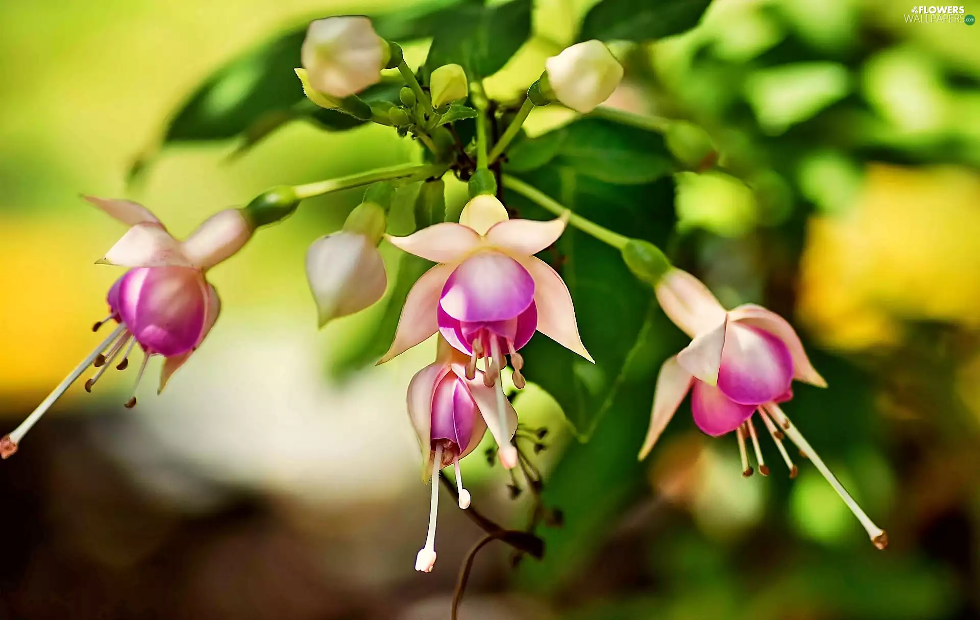 Close, Flowers, fuchsia