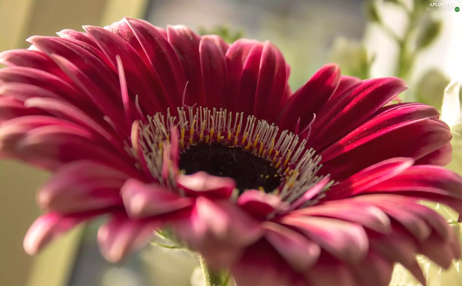 Close, Pink, Gerbera