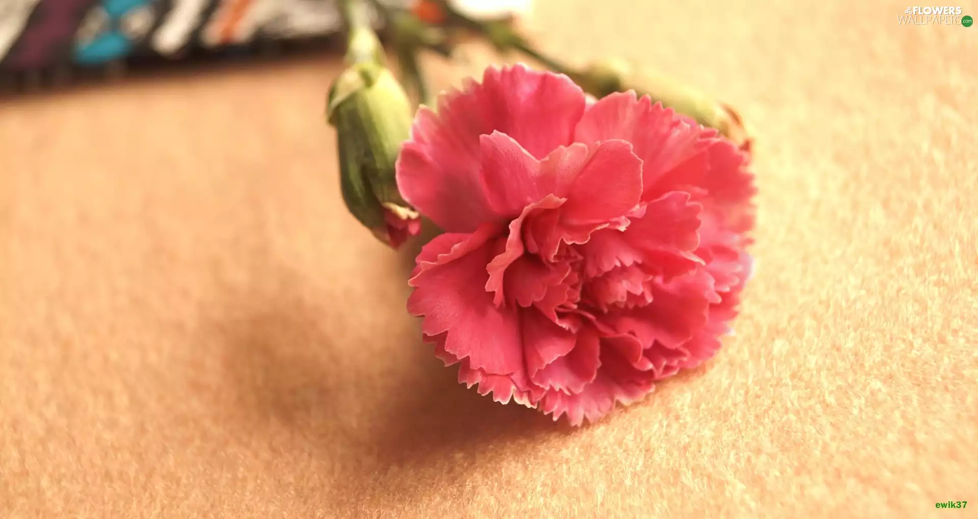 Close, Pink, Gillyflower