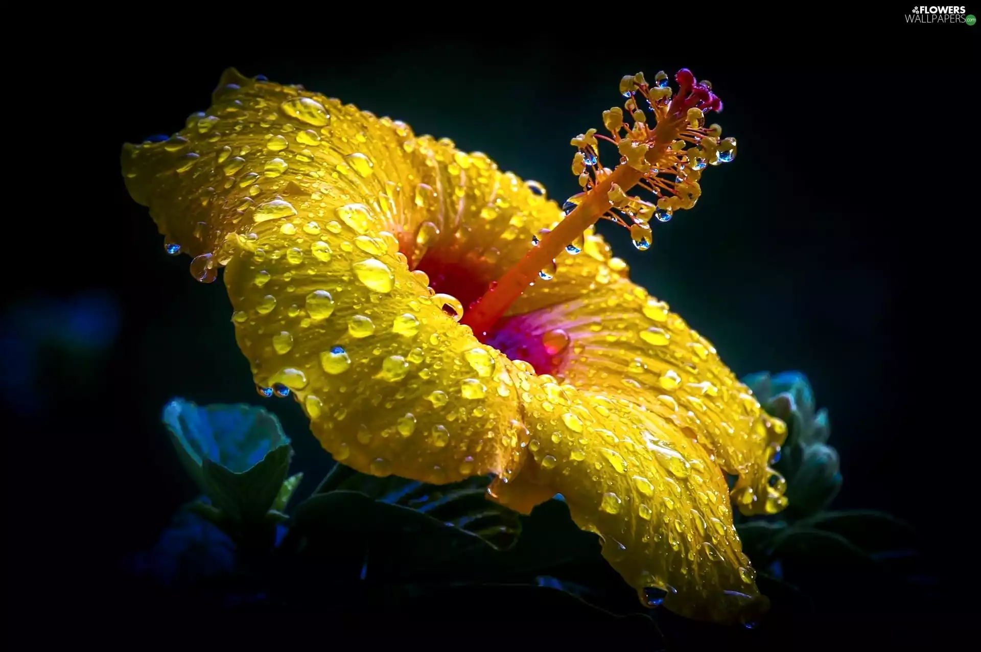 hibiskus, rain, Close, drops
