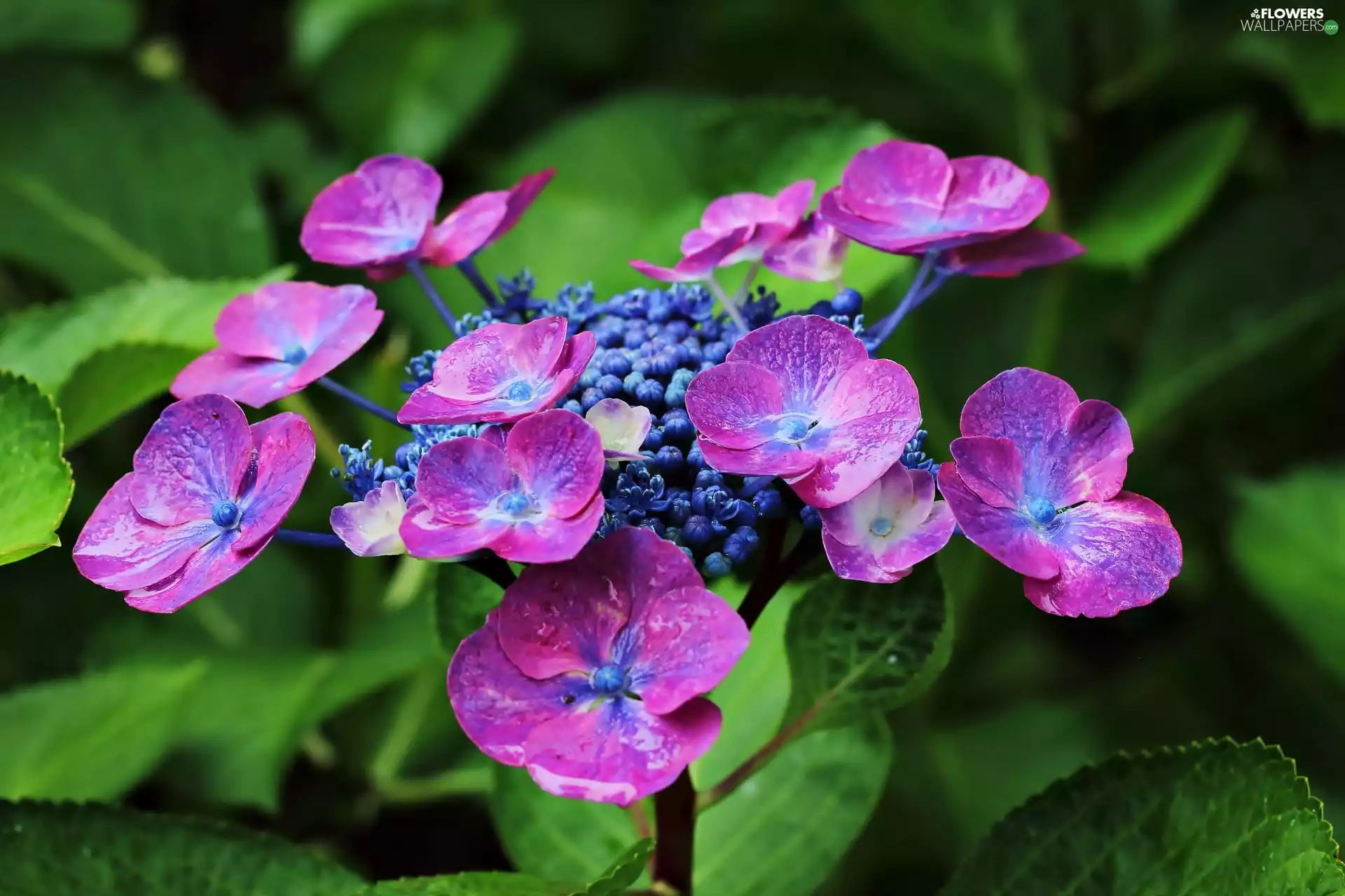 Close, Pink, hydrangea