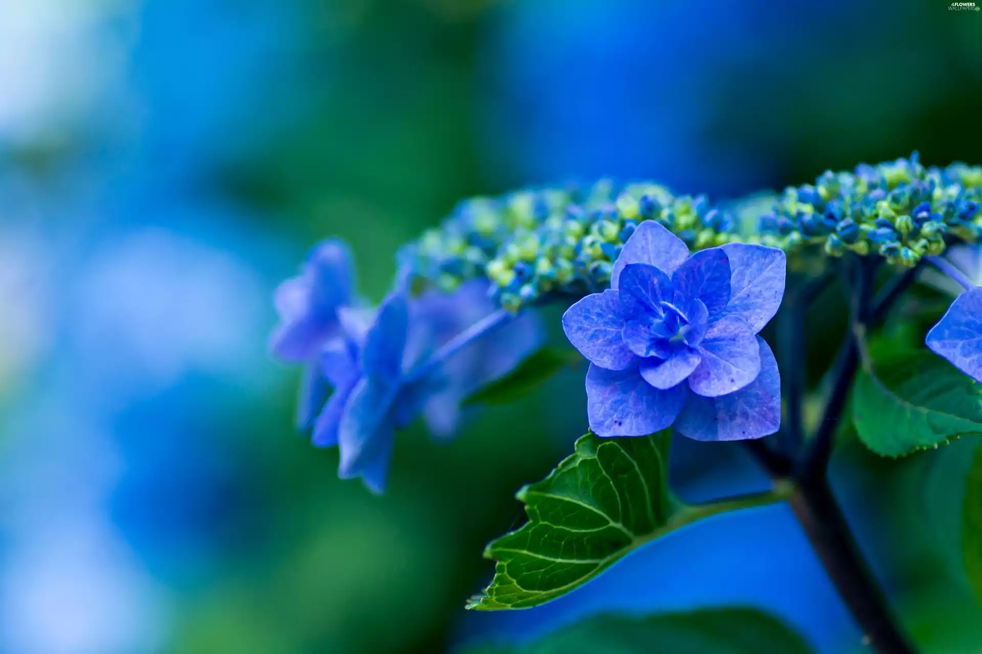 hydrangea, Close