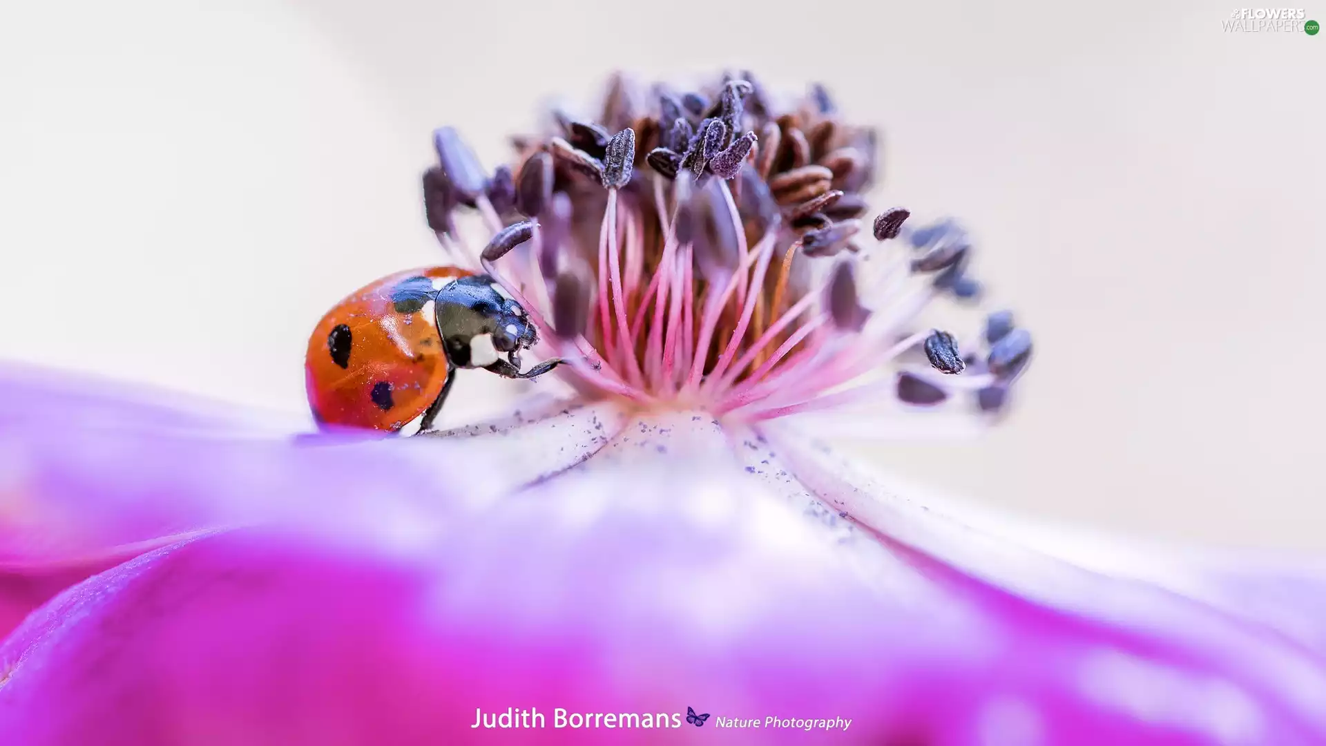 Blue, Pink, ladybird, anemone, Colourfull Flowers, rods, Close