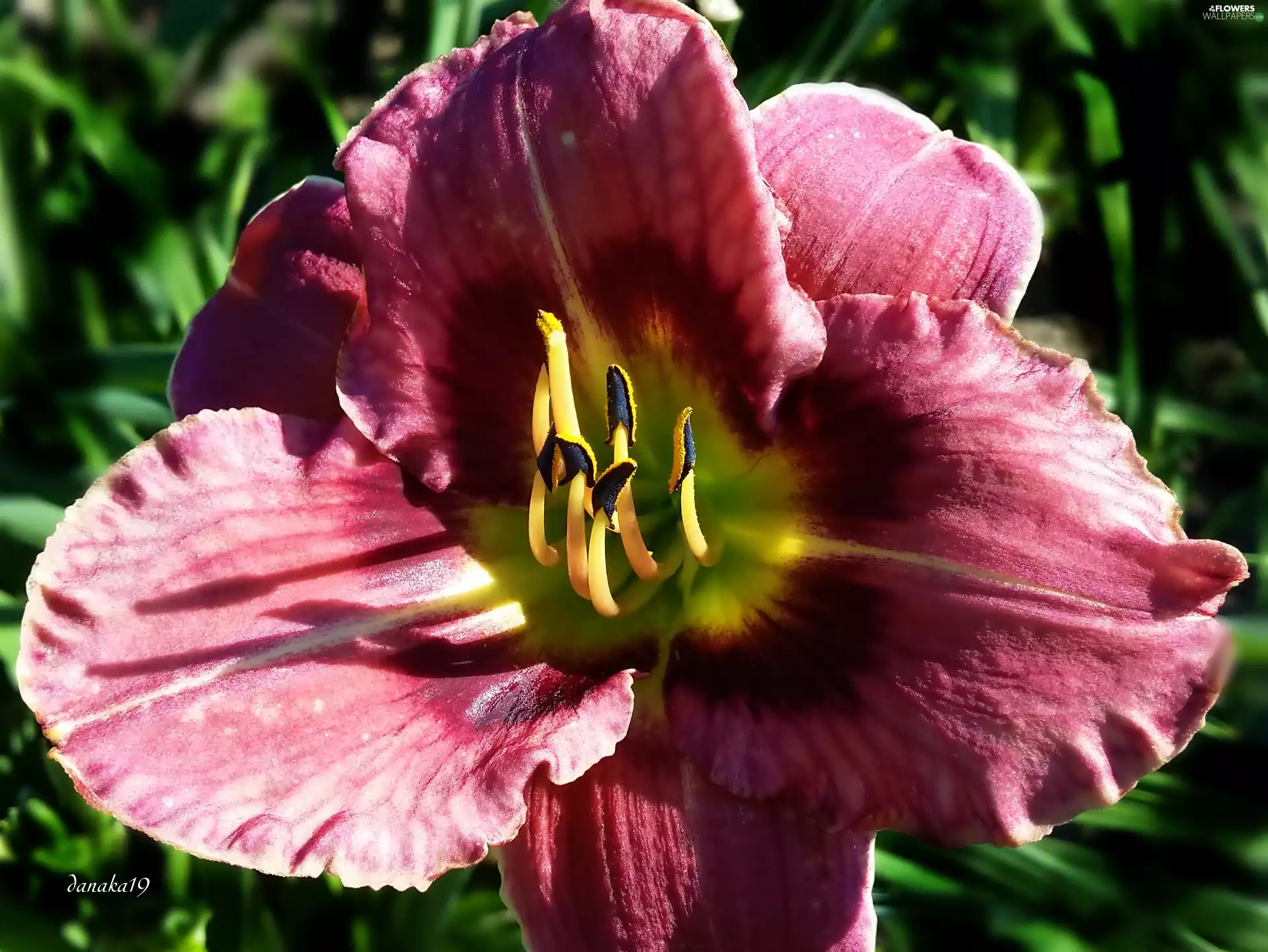 green, claret, Centre, Close, Yellow, lily