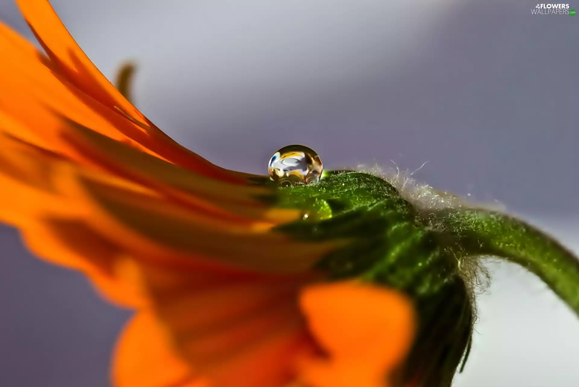 Orange, drop, Close, Gerbera