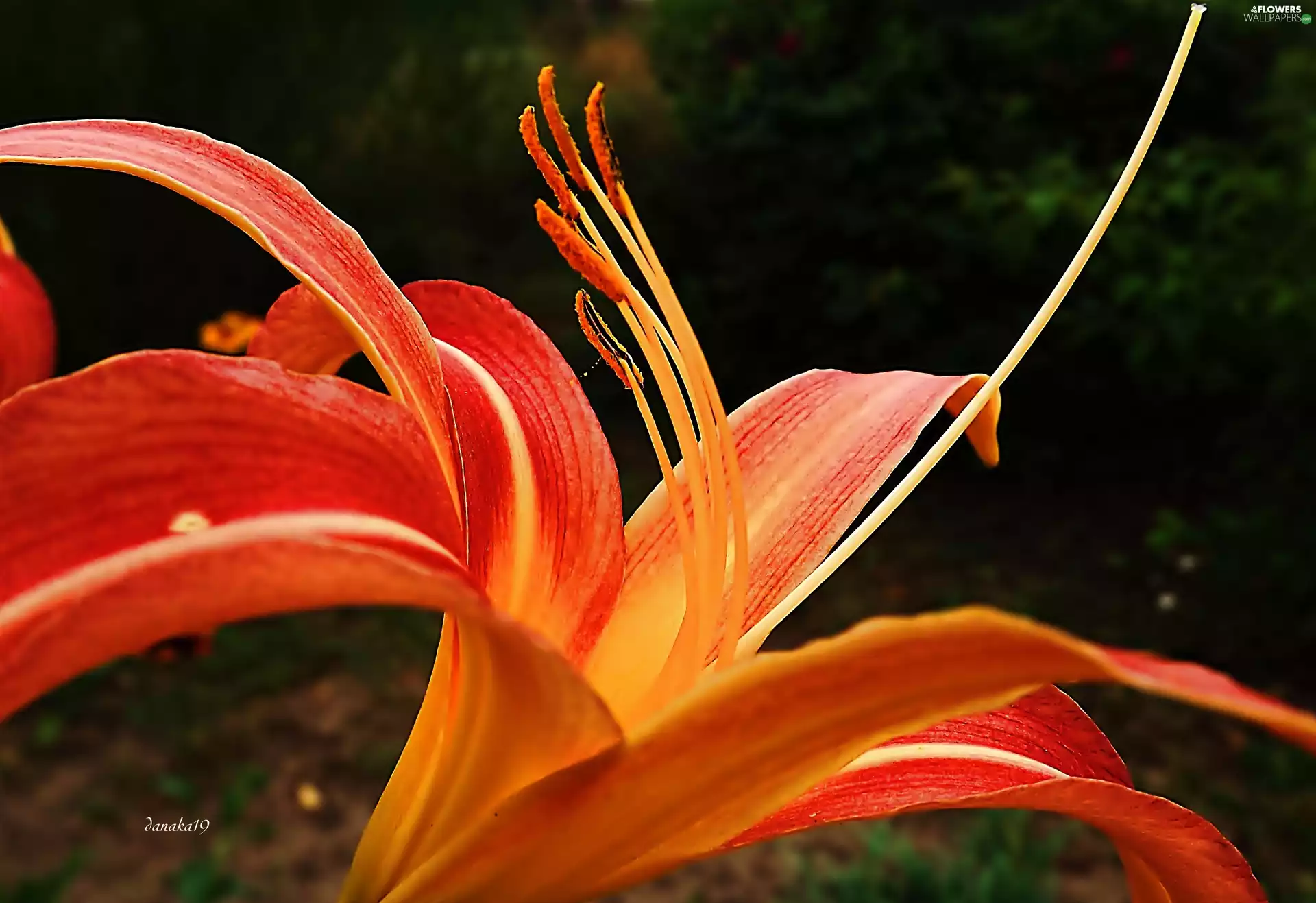 rods, Close, Orange, lily, red