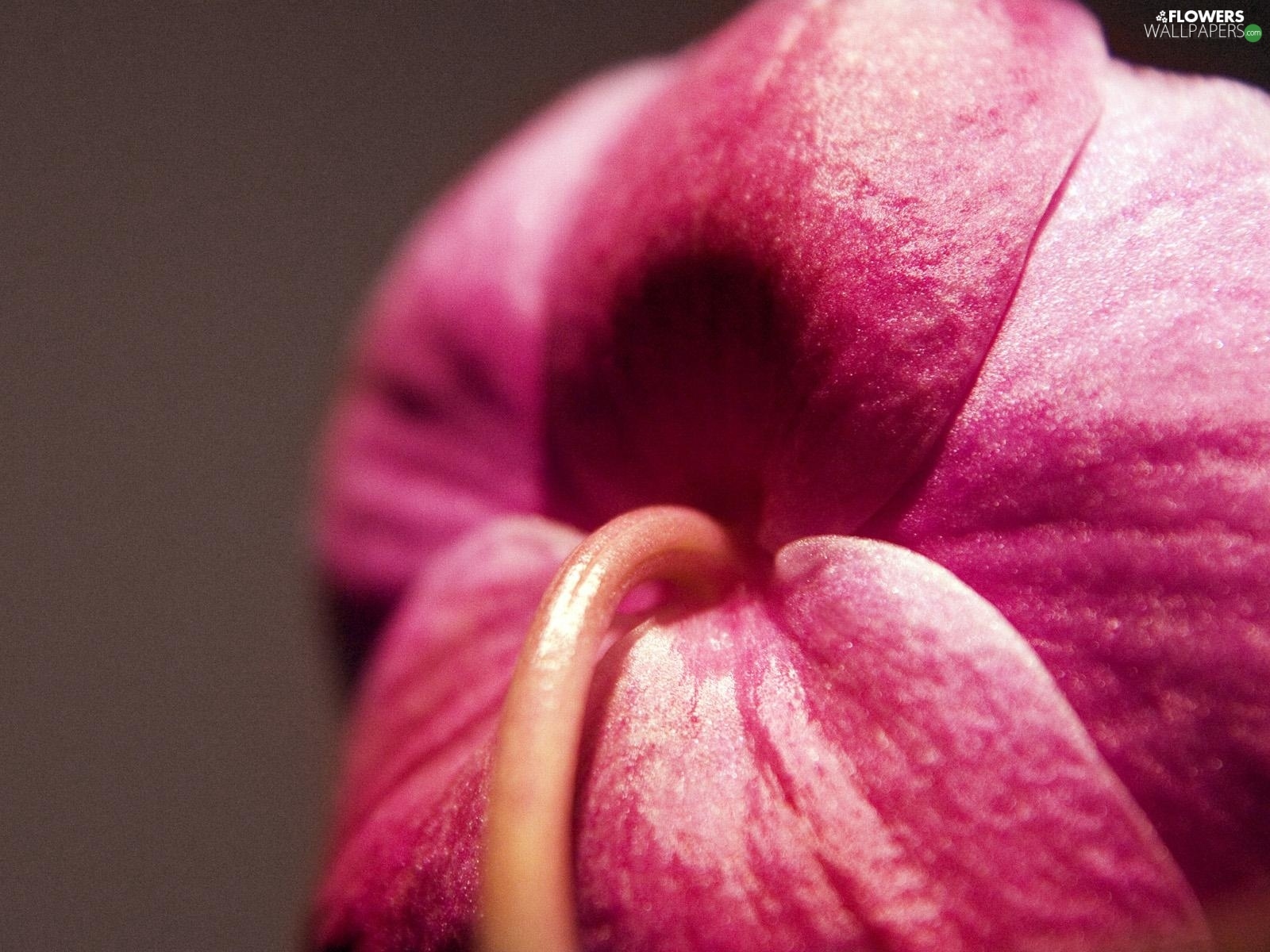 Close, Pink, orchid