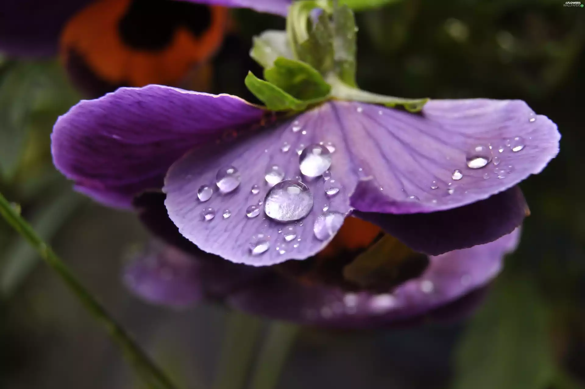 rain, Close, pansy, drops, Violet