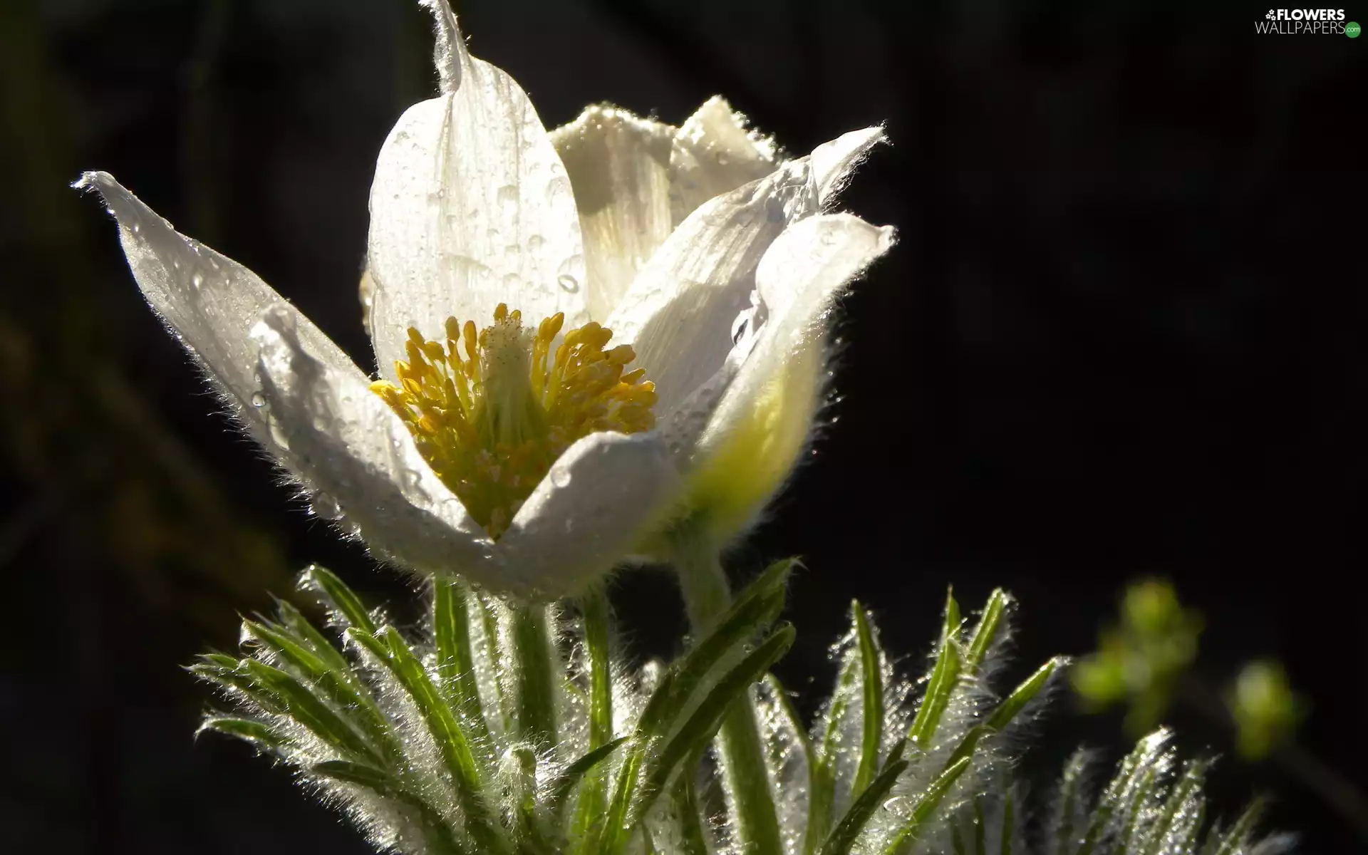 Close, White, pasque