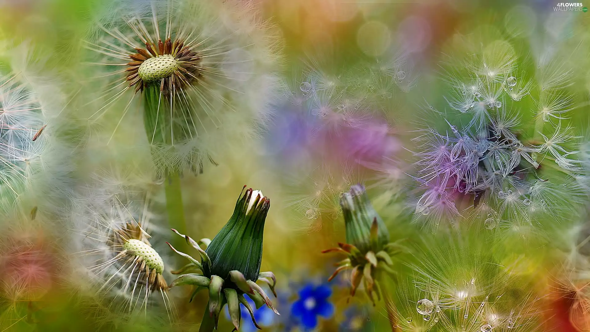 Bokeh, puffball, dandelions