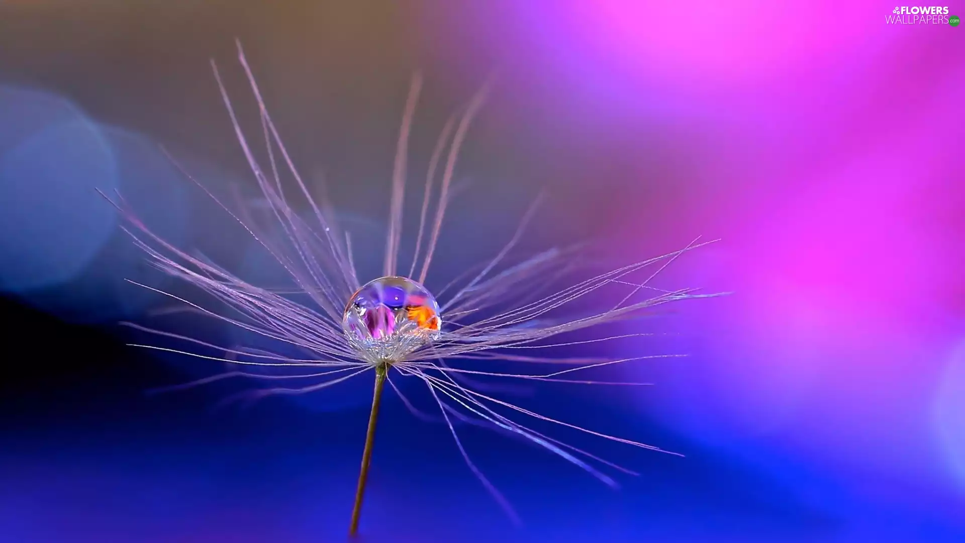 Close, drop, puffball