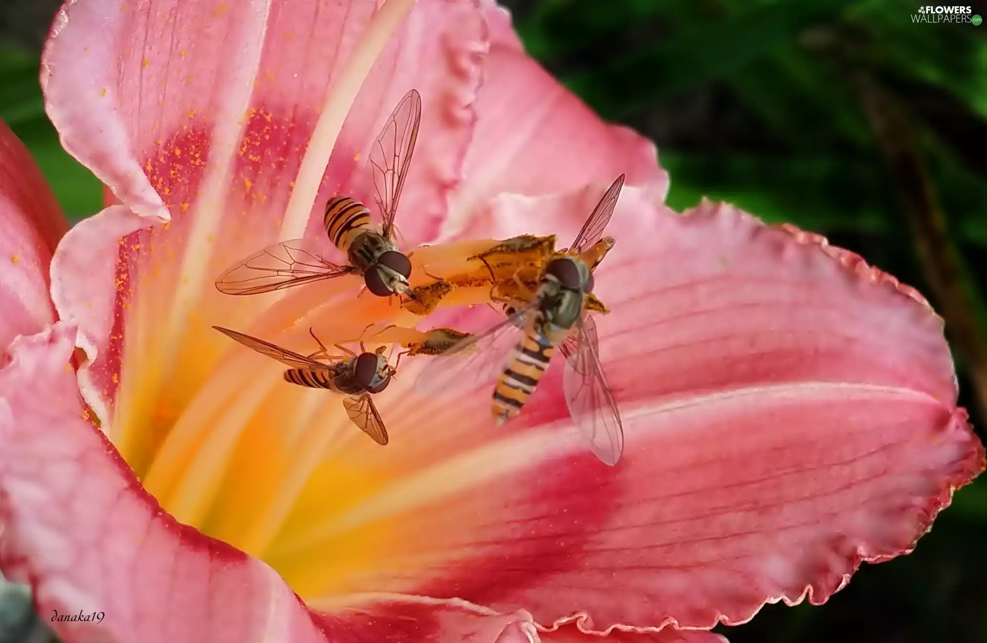 lily, pink, Vespidae, Close, rods, Red