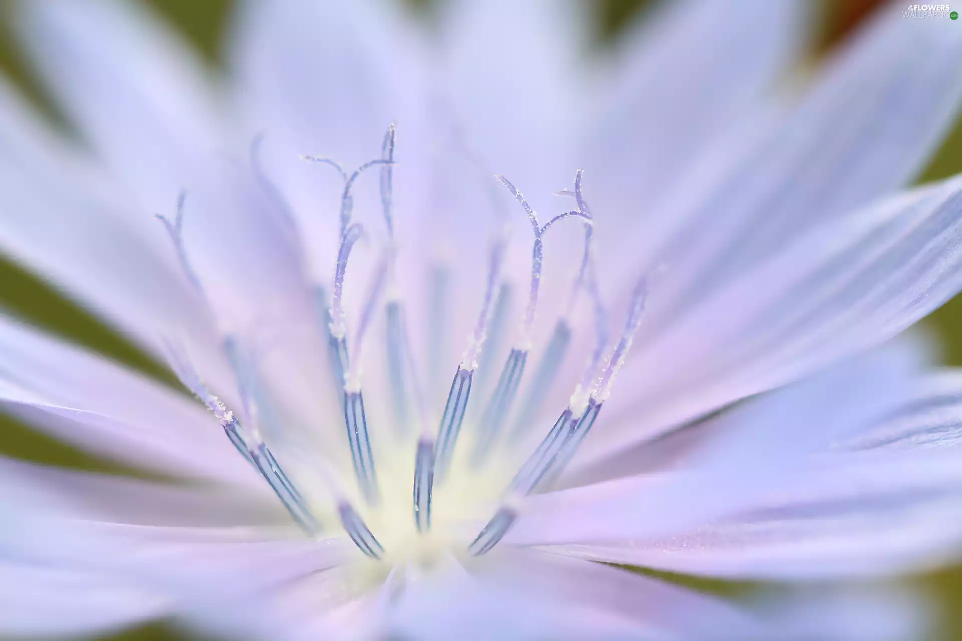 endive, Close, rods, Colourfull Flowers