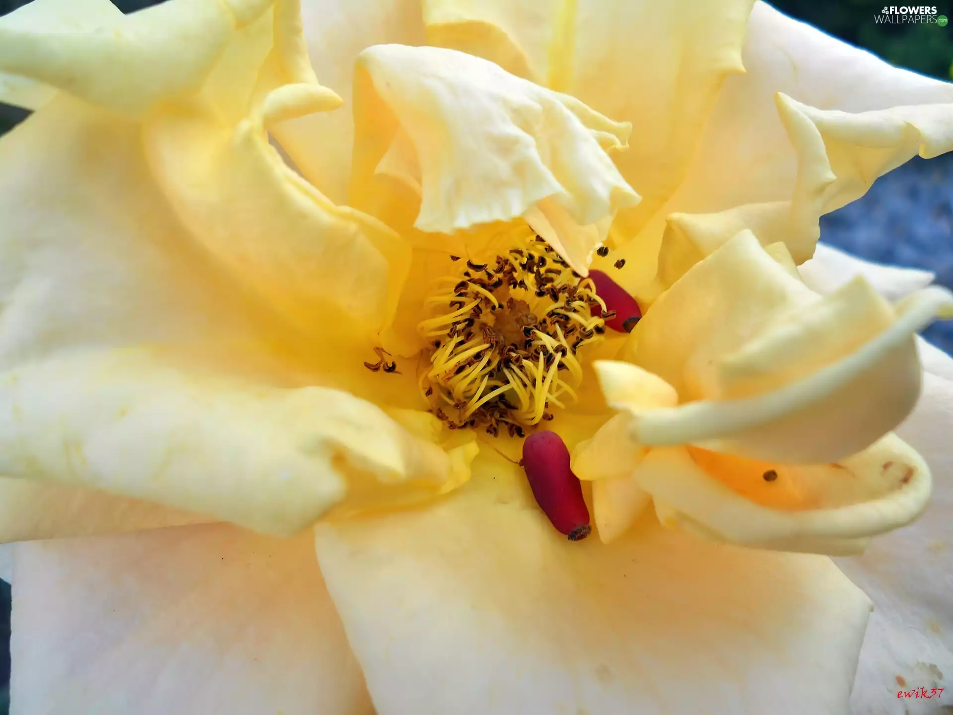 rose, Fruits, bush, Close