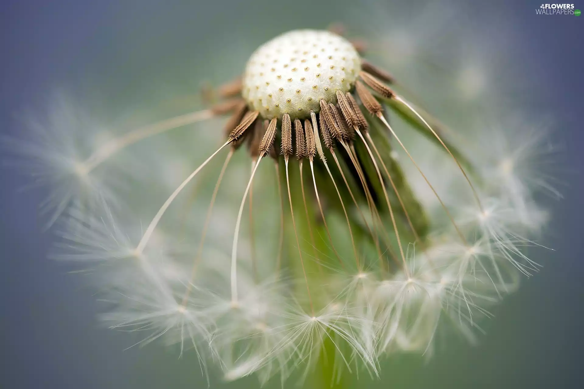 Close, puffball, Seeds