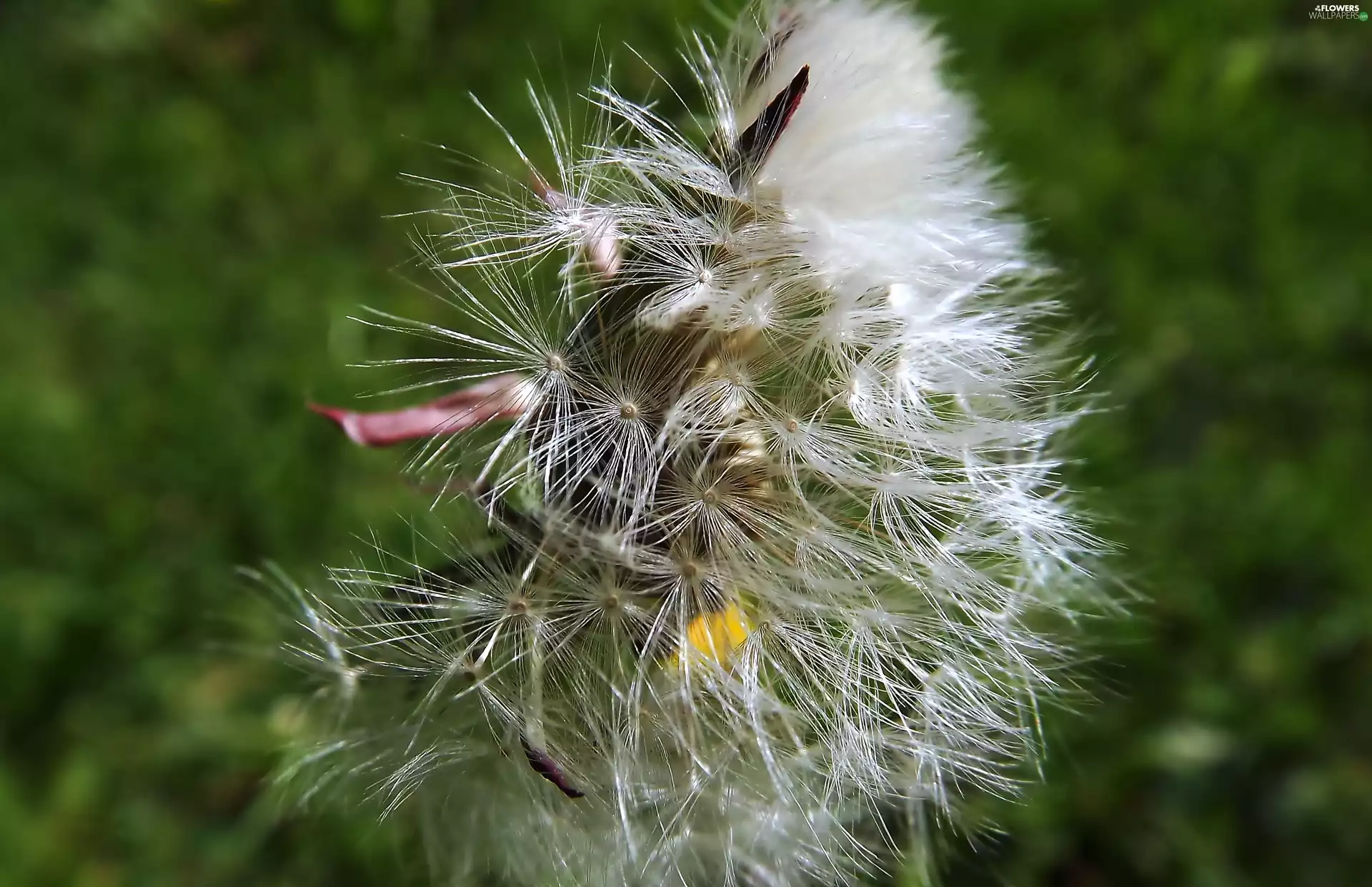 Close, puffball, Seeds