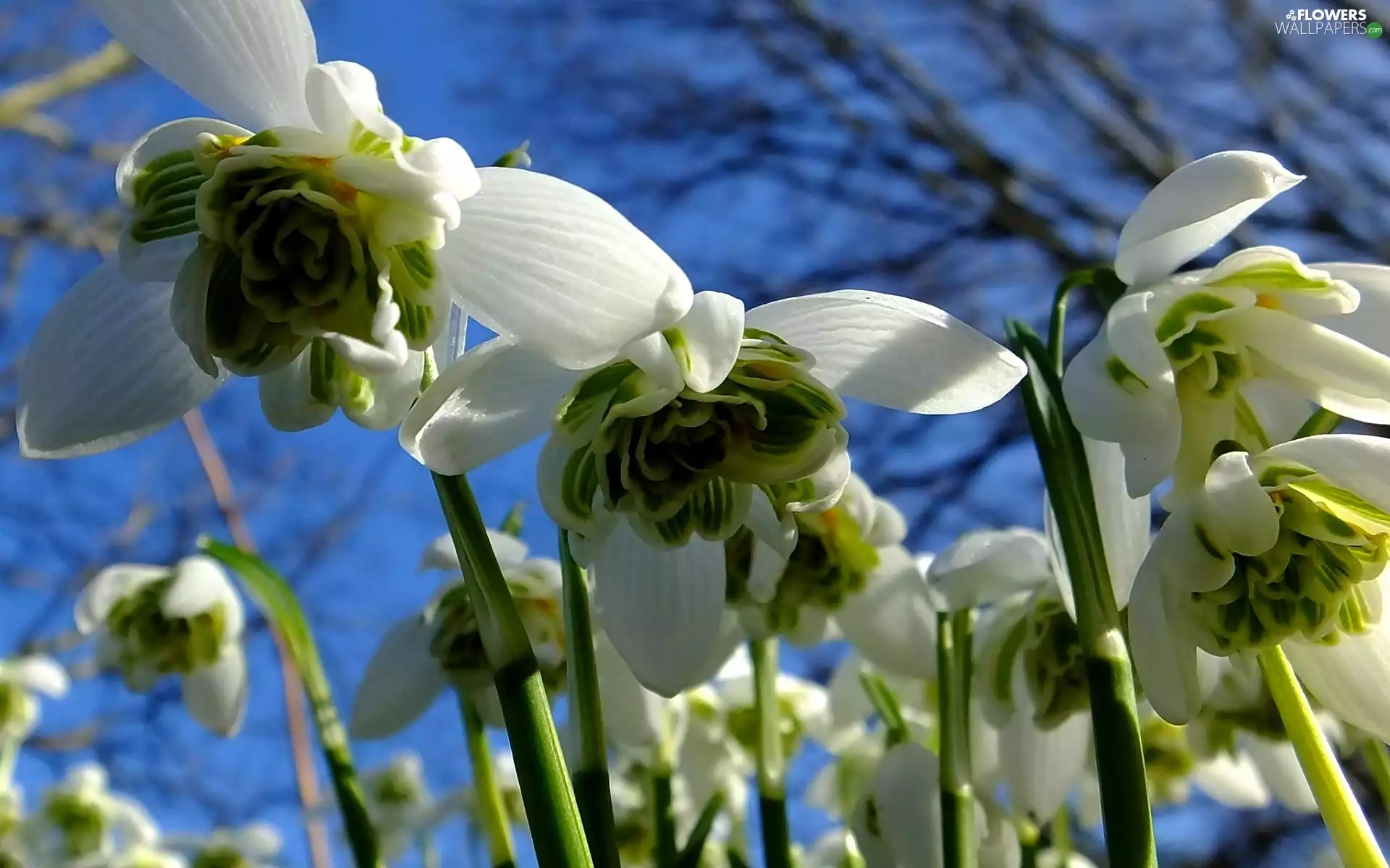 Close, snowdrops, Sky