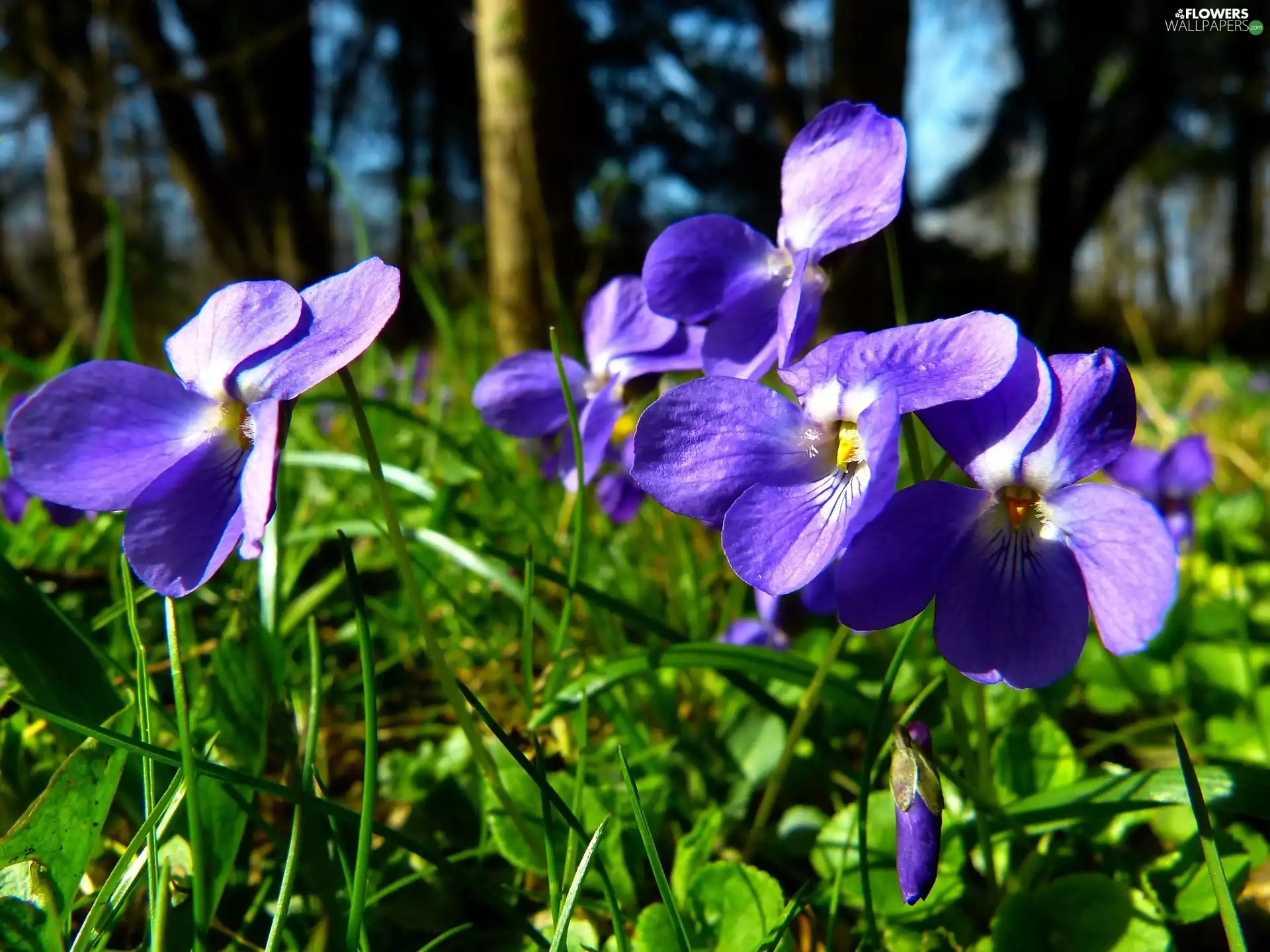 Spring, Viola Reichenbachiana, Close