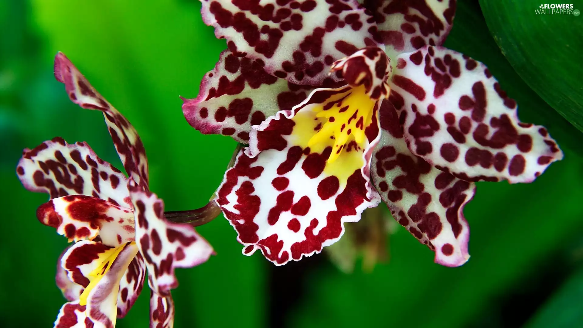 Close, orchid, tigerish