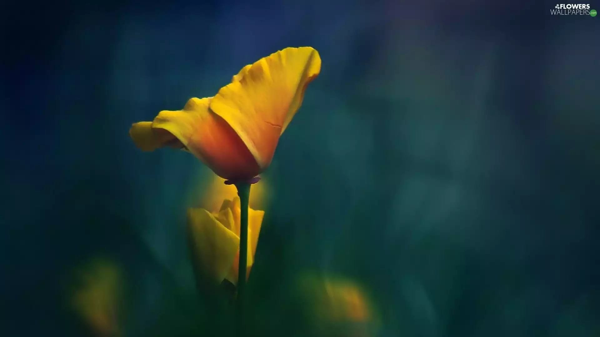 Yellow, Close, tulip, Colourfull Flowers