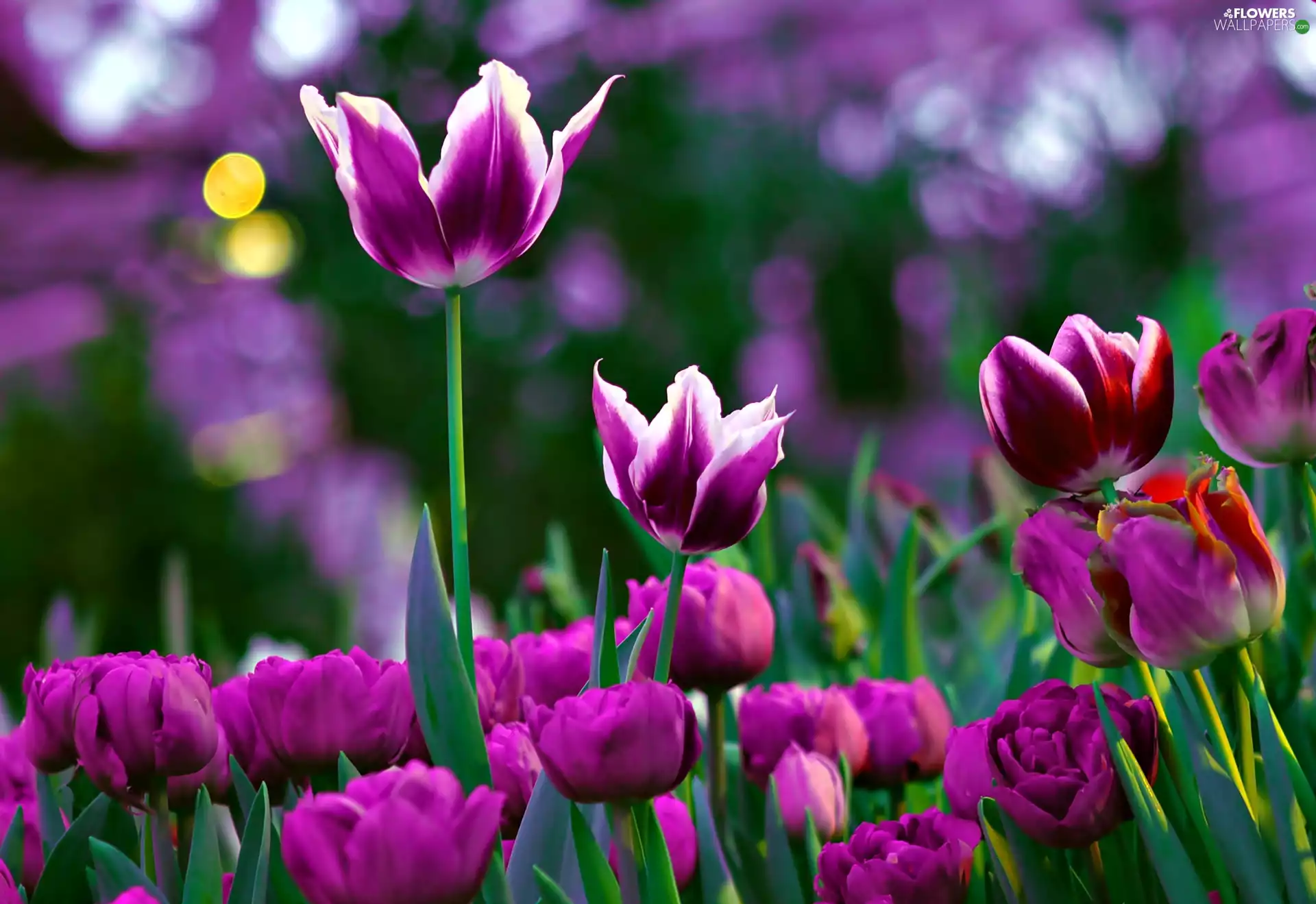 Close, purple, Tulips