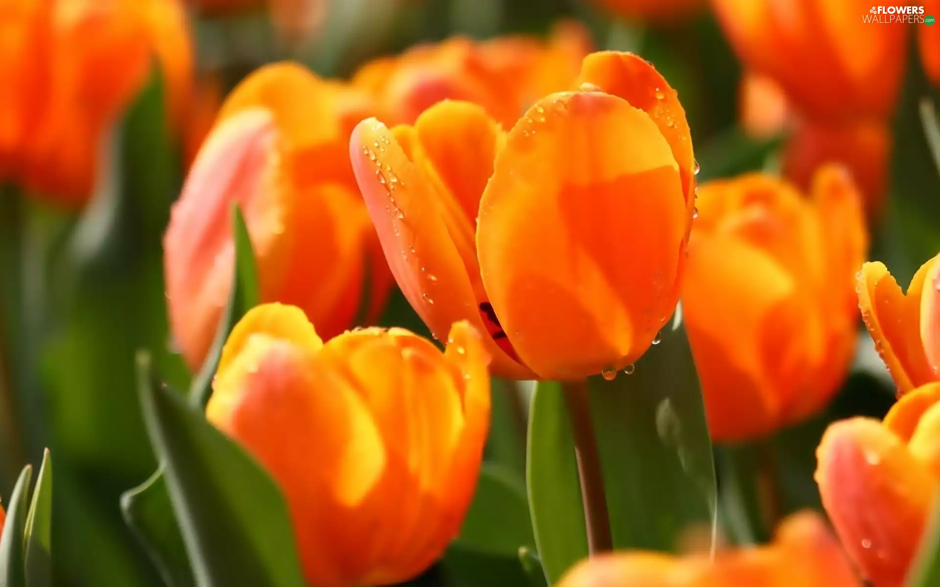 Tulips, water, Close, drops