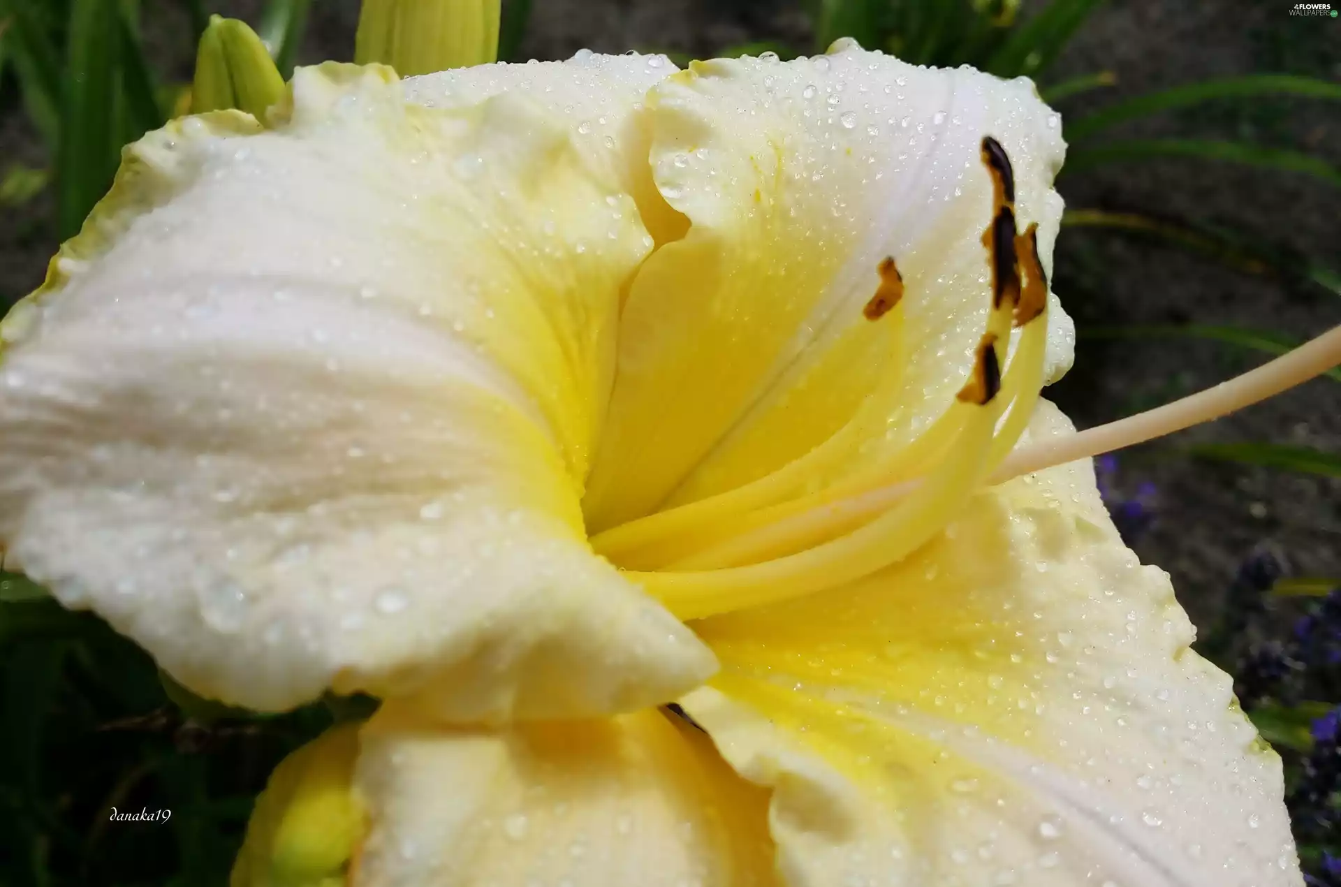 drops, Close, Yellow, lily, cream