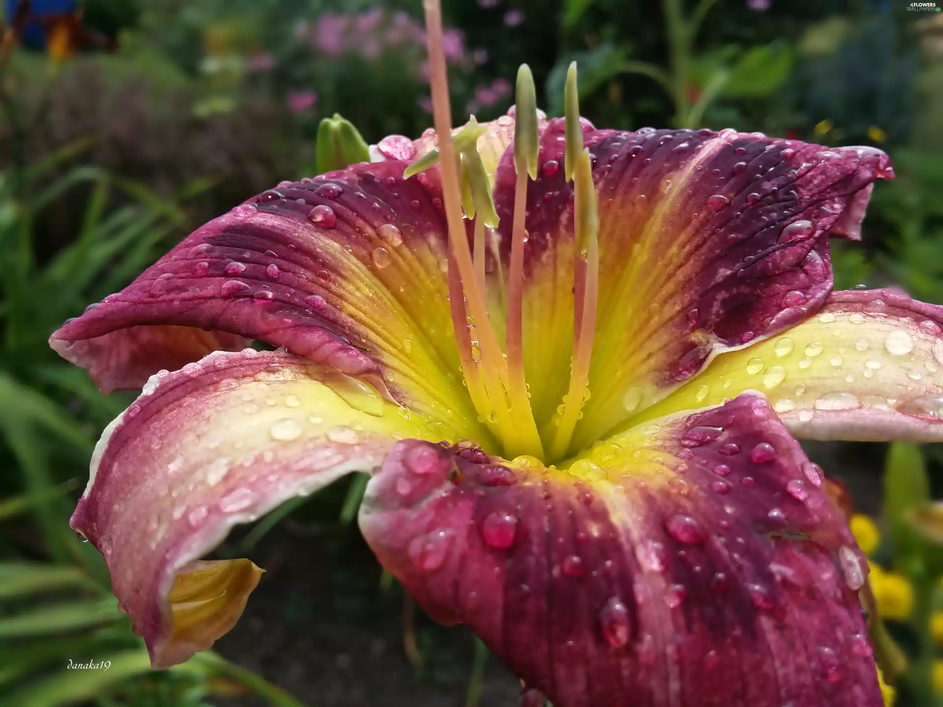 lily, maroon, rods, Close, drops, Yellow