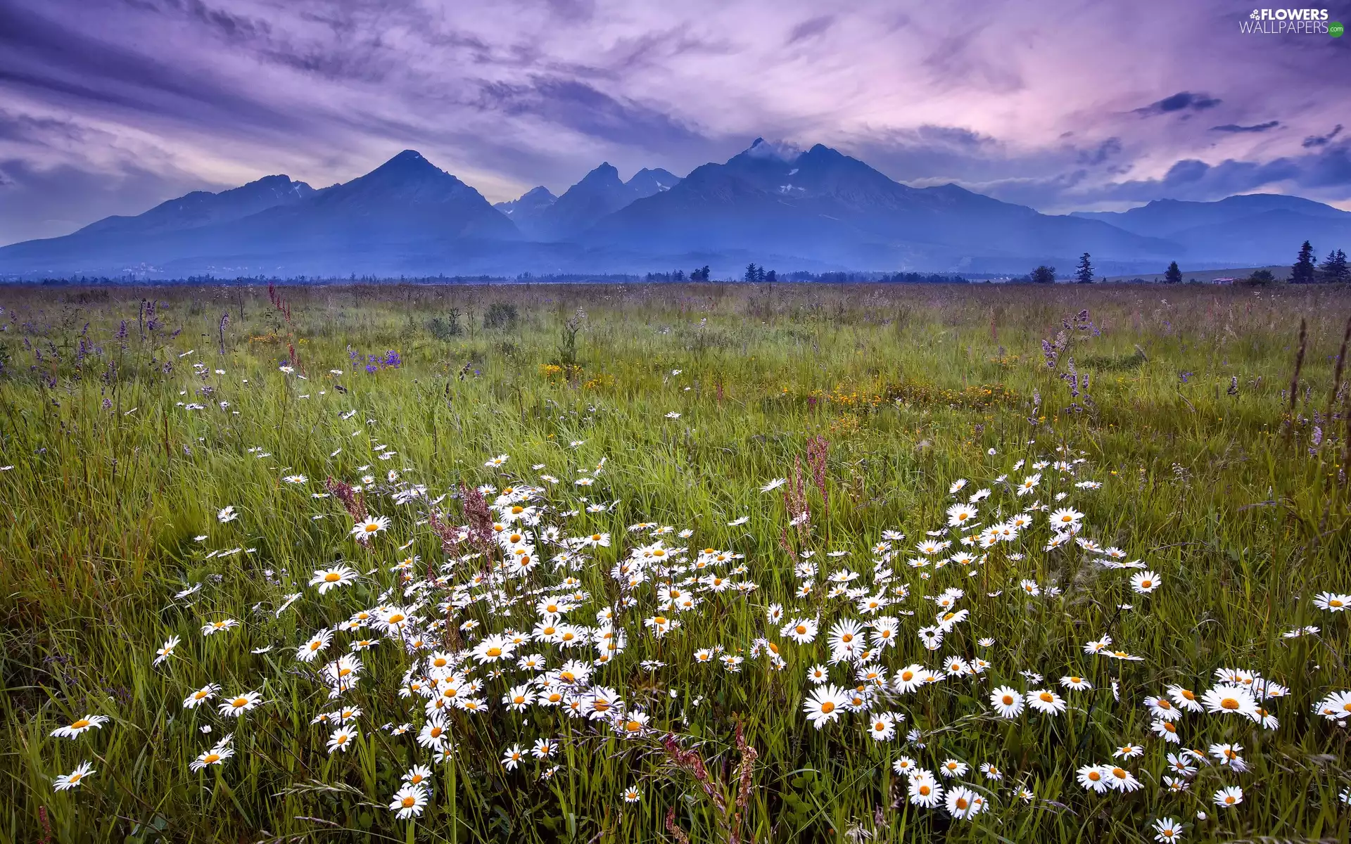 Mountains, clouds, camomiles, grass, Meadow