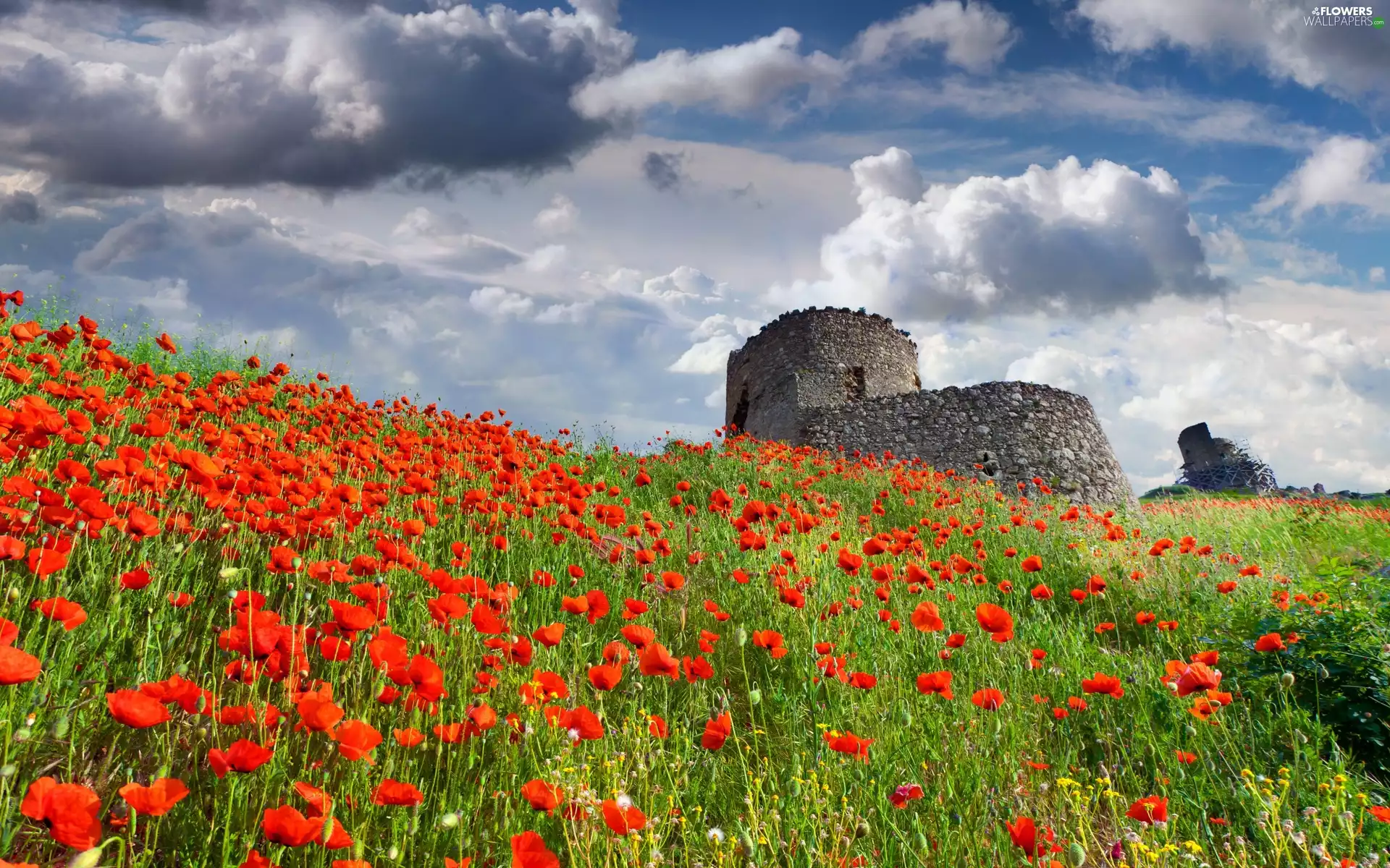 papavers, clouds, castle, Meadow, ruins