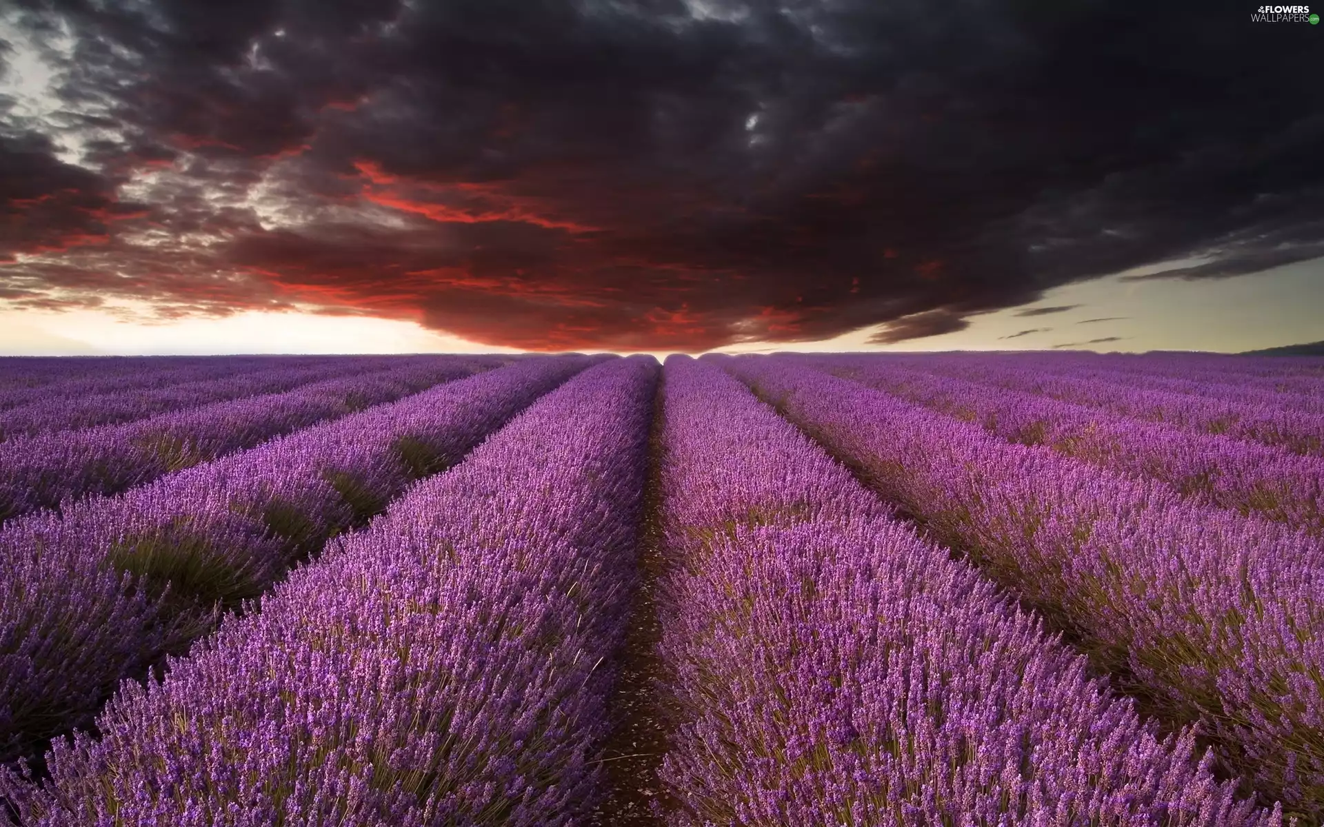 clouds, lavender, Field