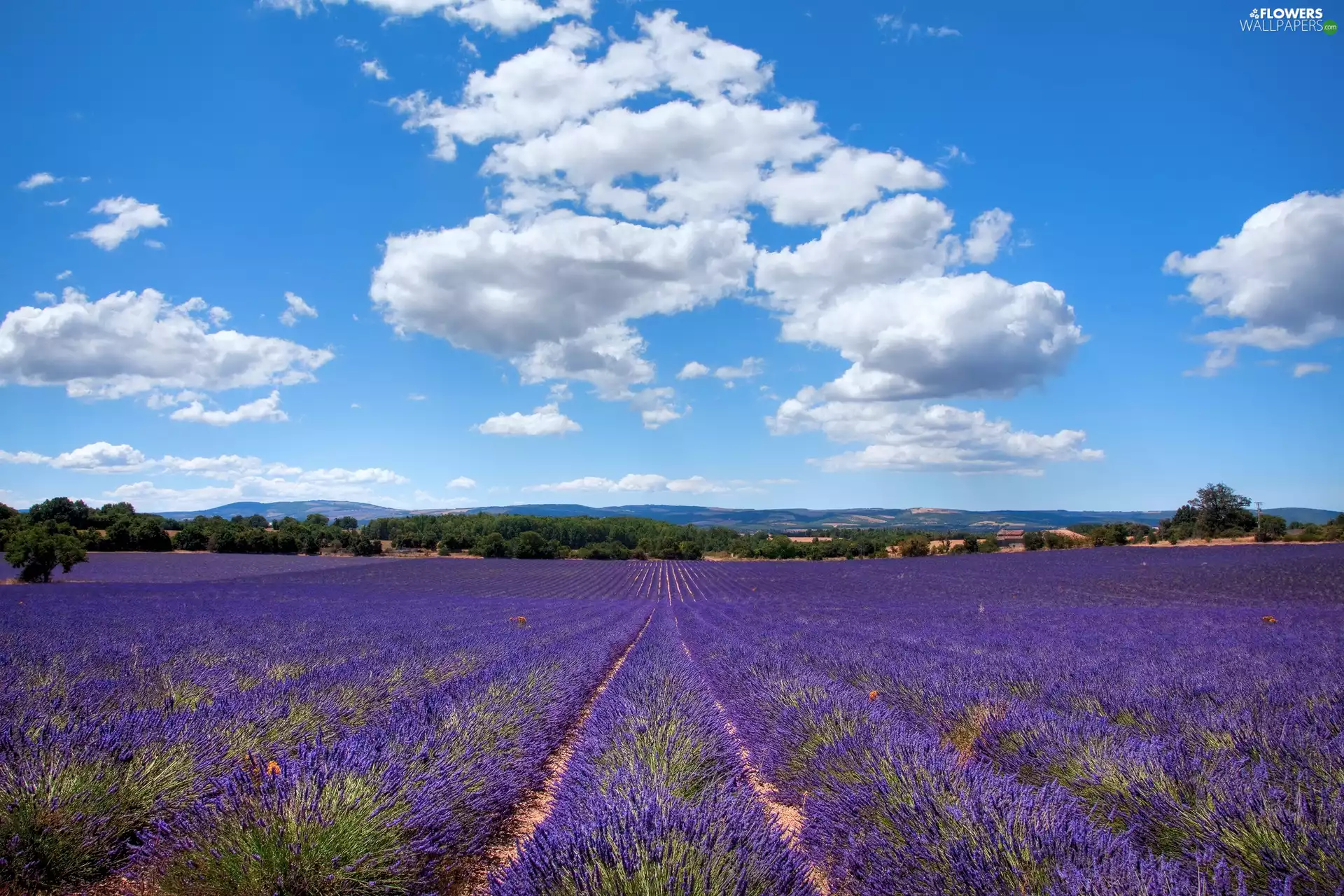 clouds, lavender, Field