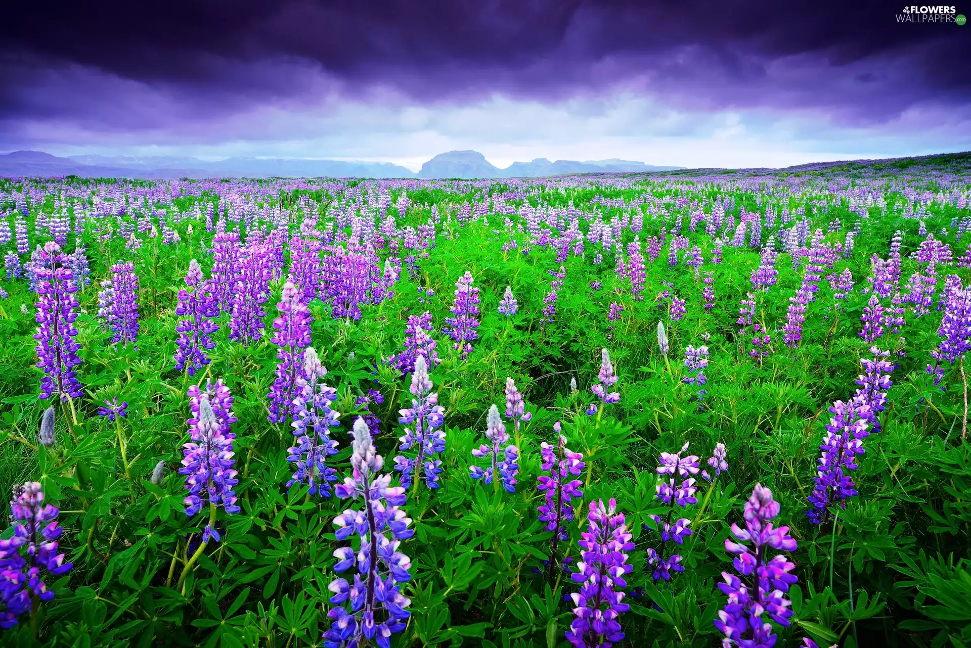 clouds, lupine, Field