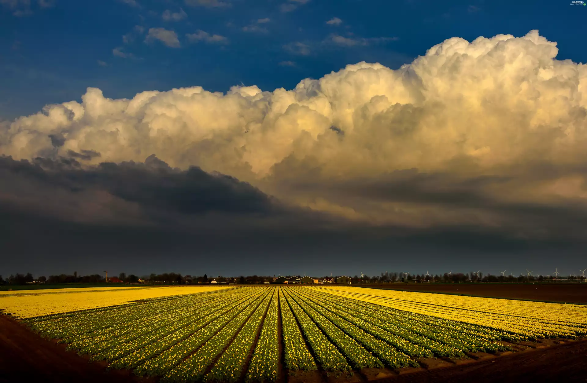 Tulips, clouds, Field, Yellow, Netherlands