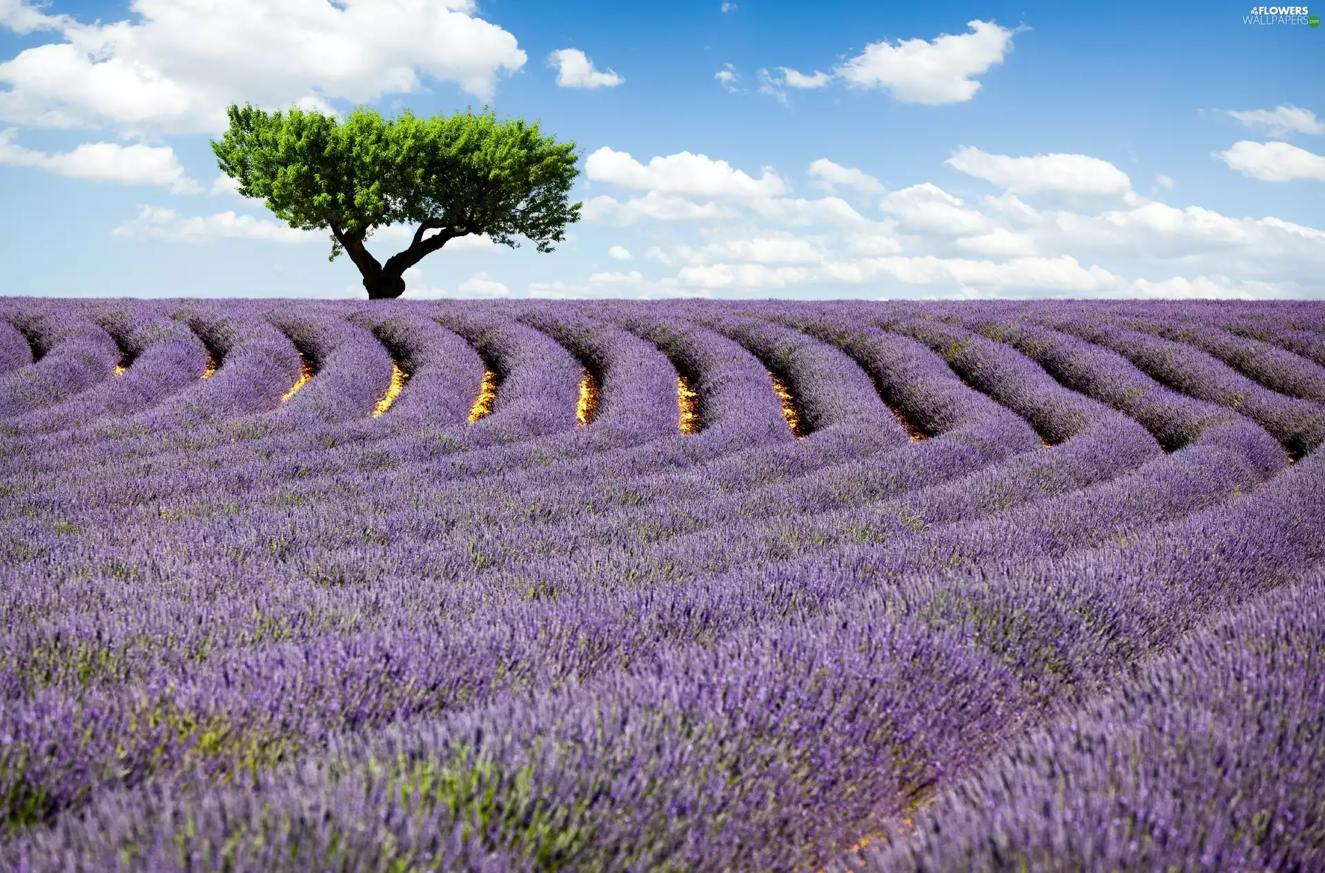 Field, trees, clouds, lavender
